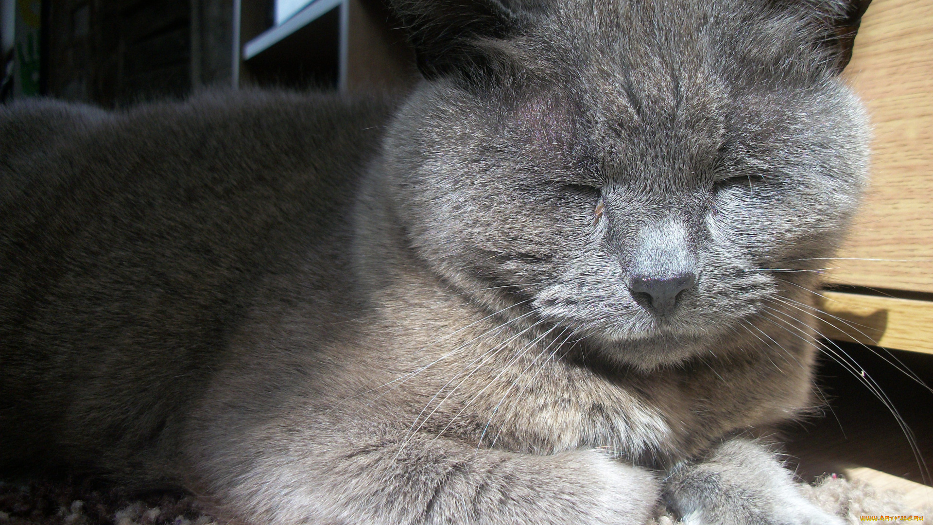 животные, коты, спящий, кот