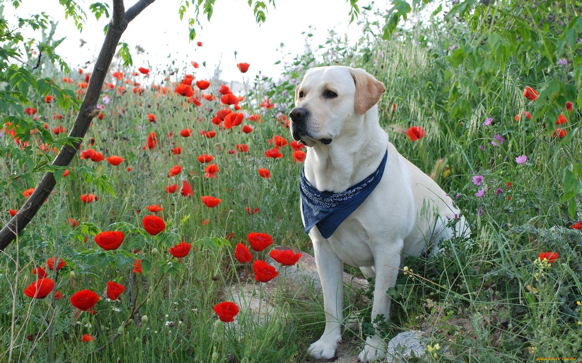 животные, собаки, маки, лабрадор
