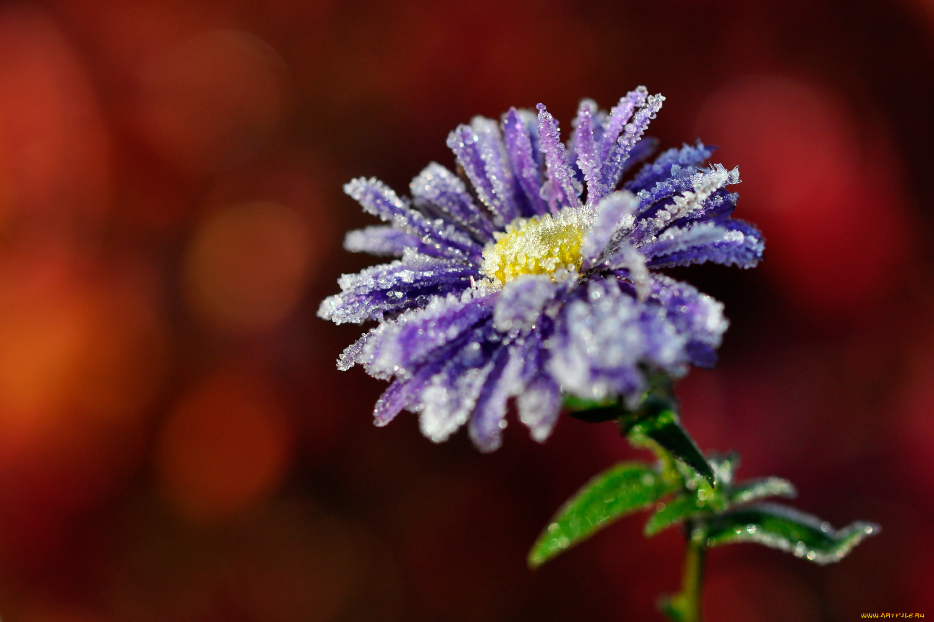 цветы, мпкро, иней