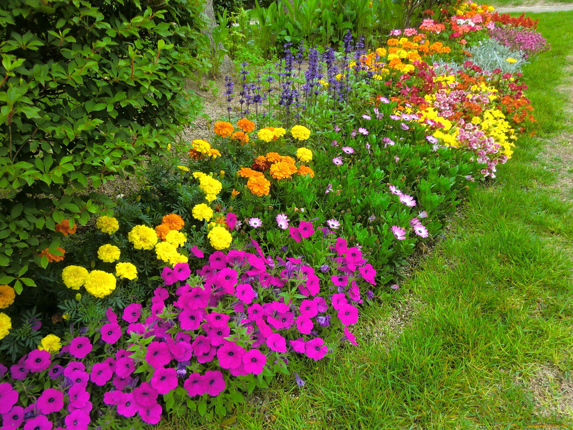 цветы, разные, вместе, кусты, трава, листья