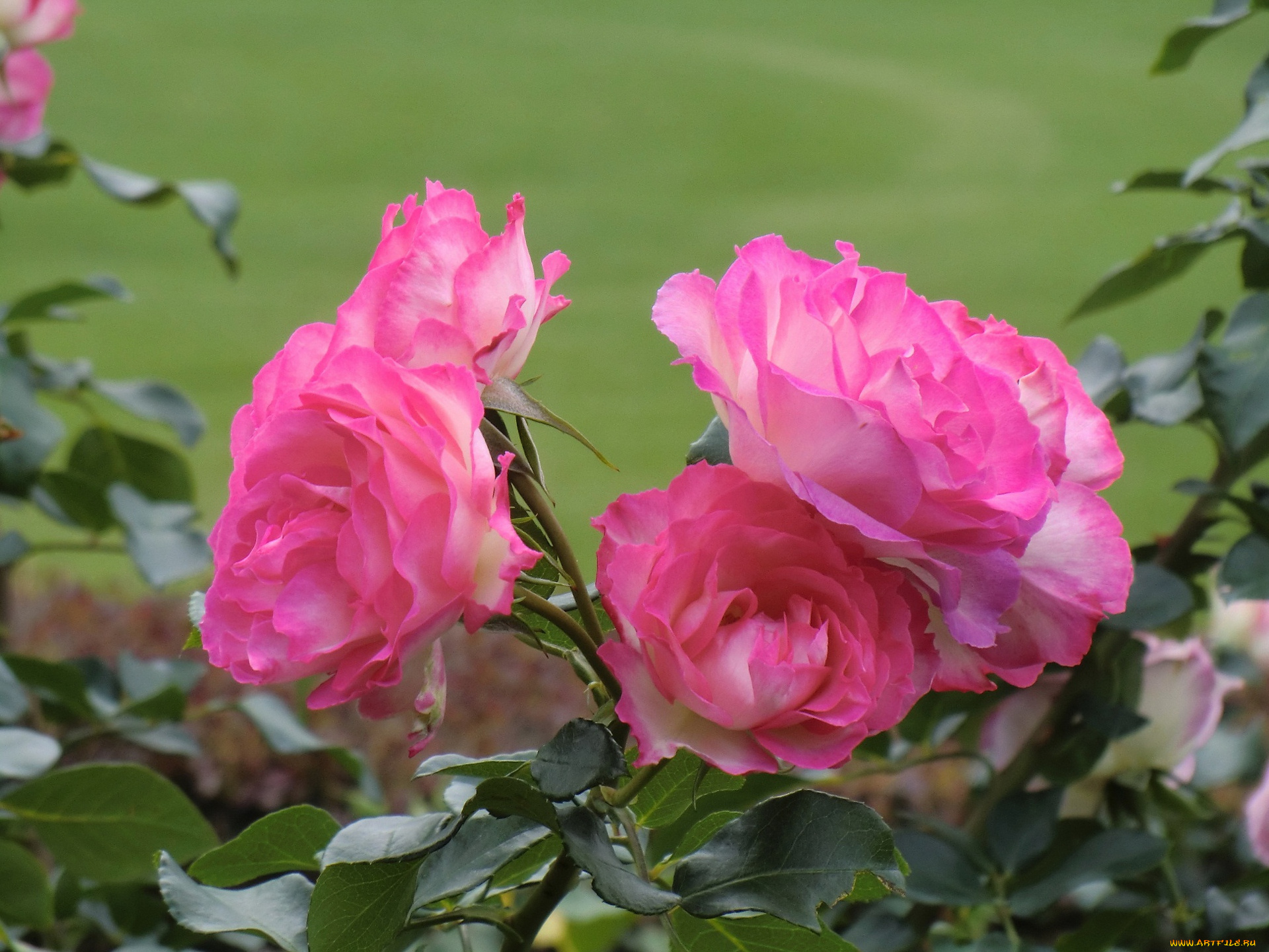 цветы, розы, куст, листья