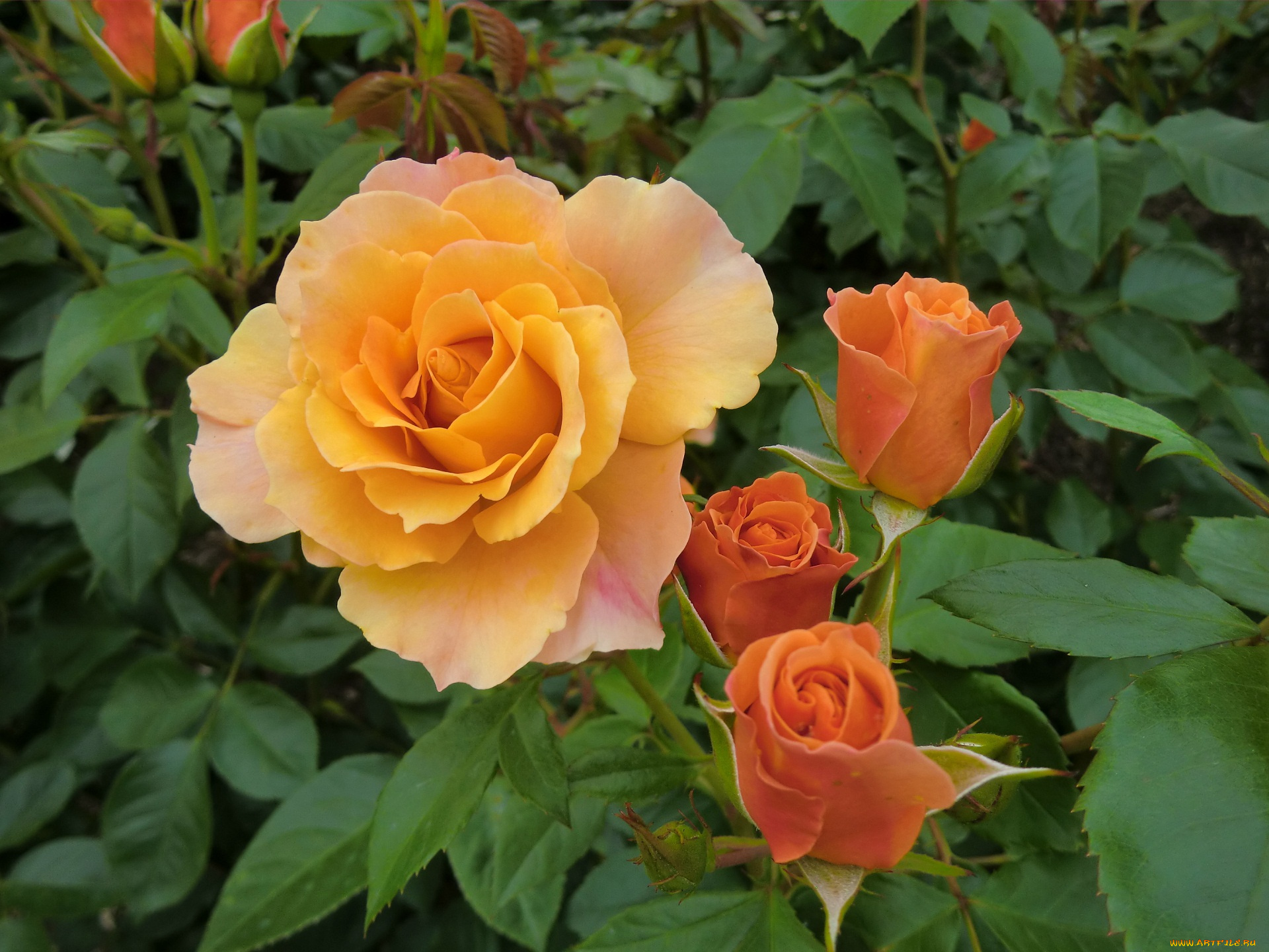 цветы, розы, листья, куст