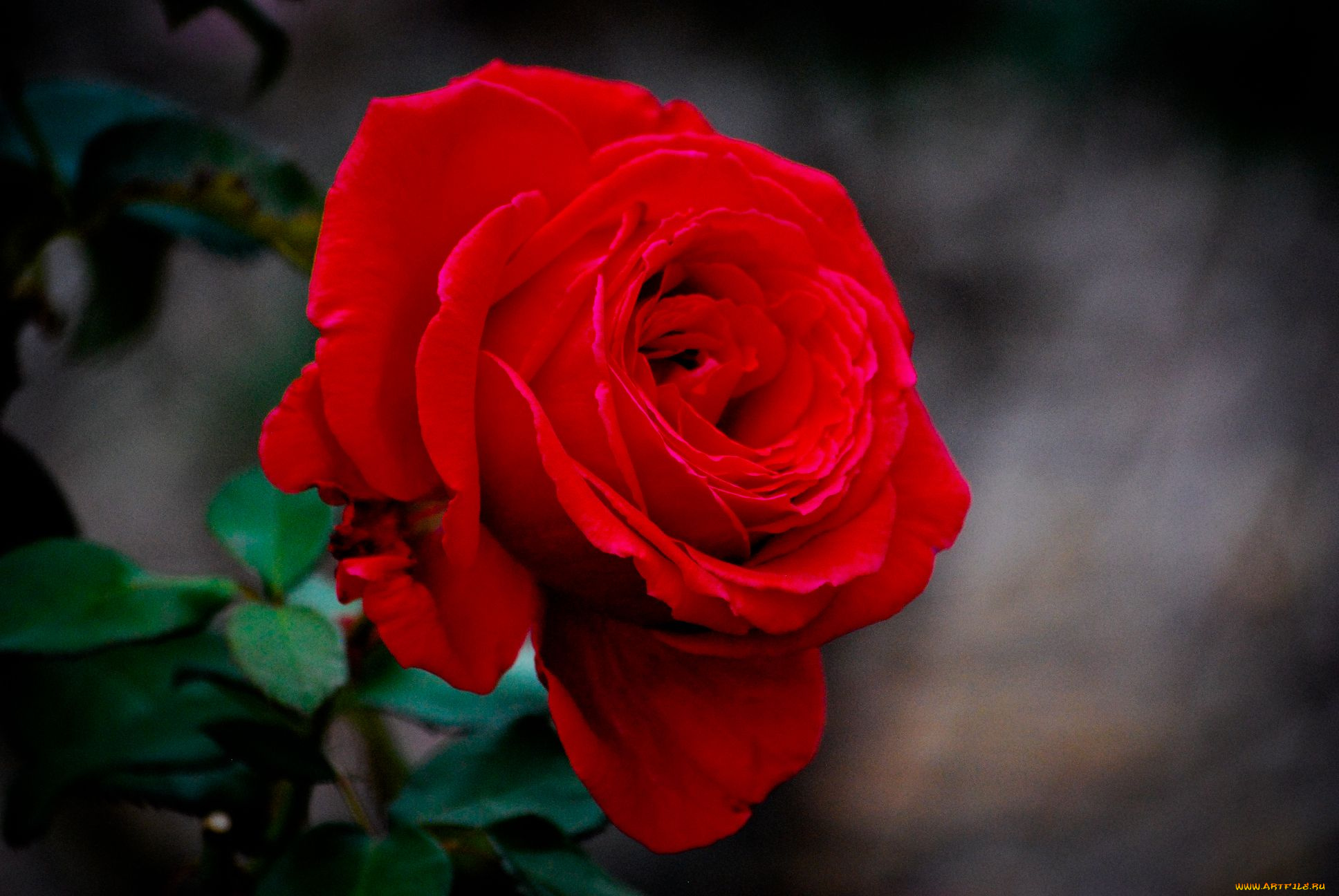 цветы, розы, rose