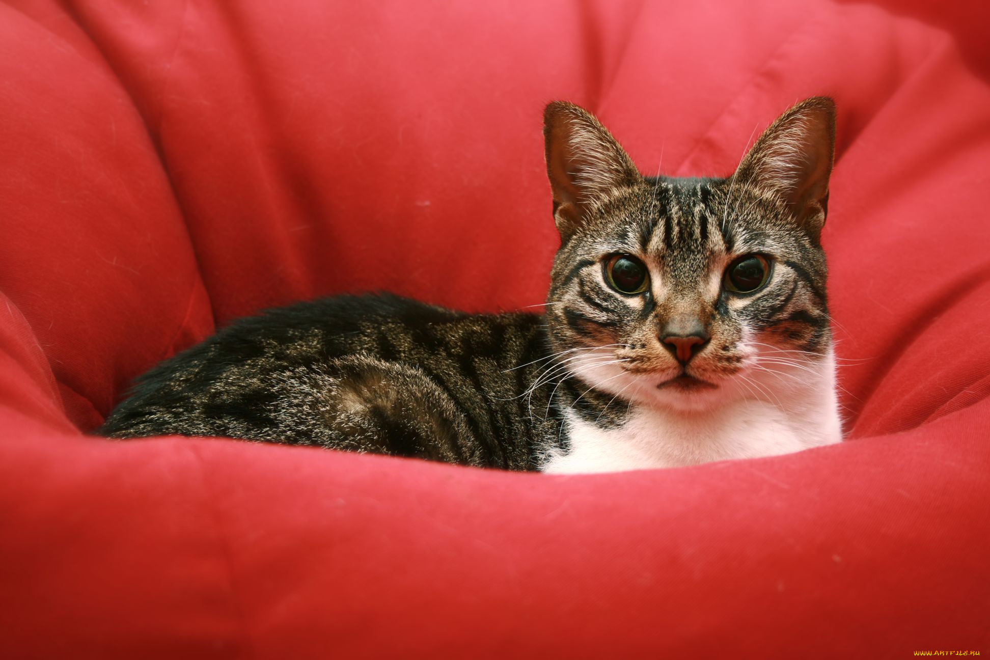 животные, коты, cat