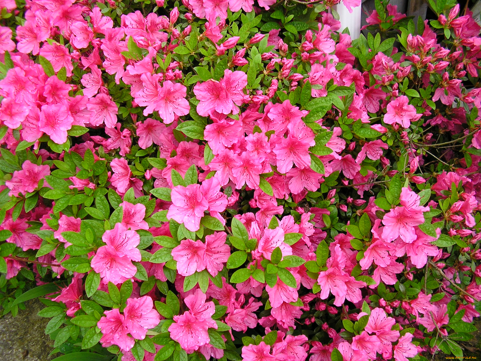 азалия, цветы, рододендроны, азалии
