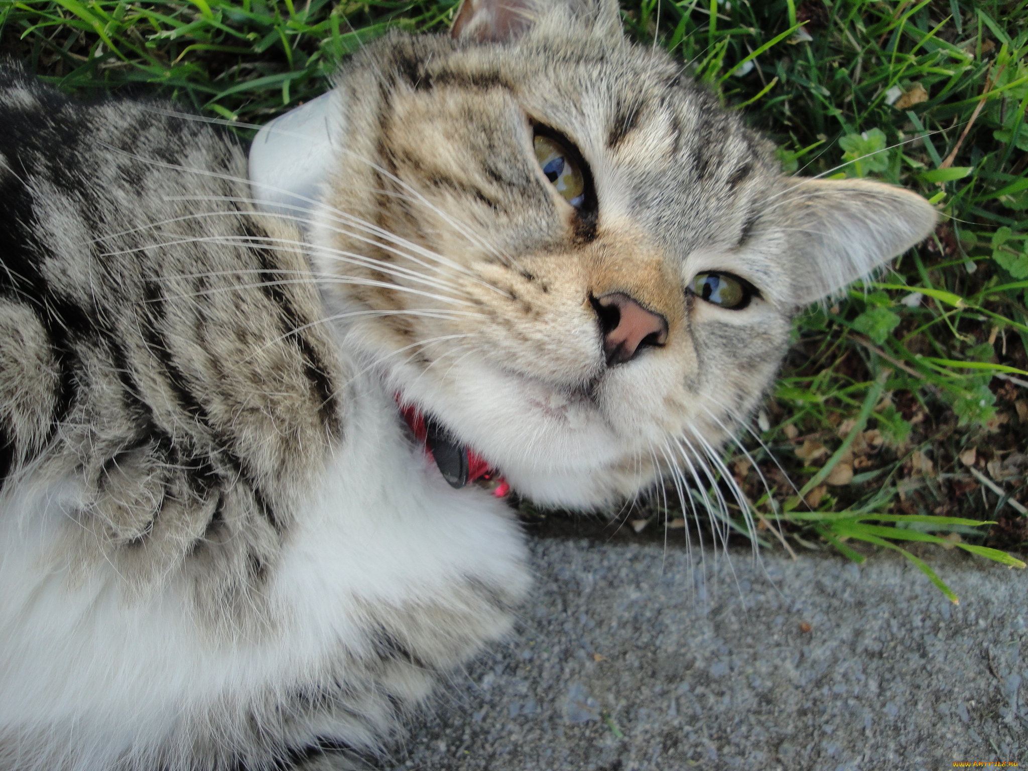 животные, коты, cat