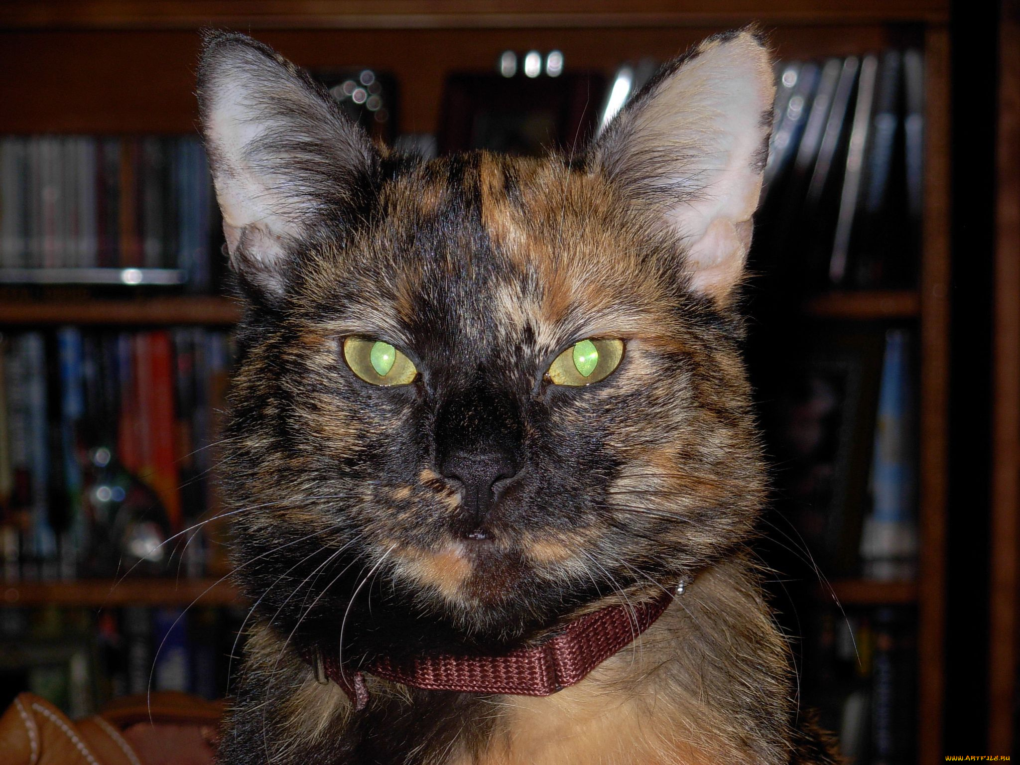 животные, коты, cat