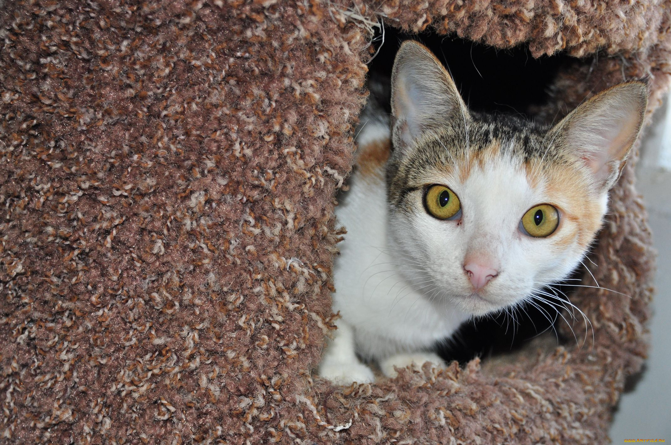 животные, коты, кот, в, домике