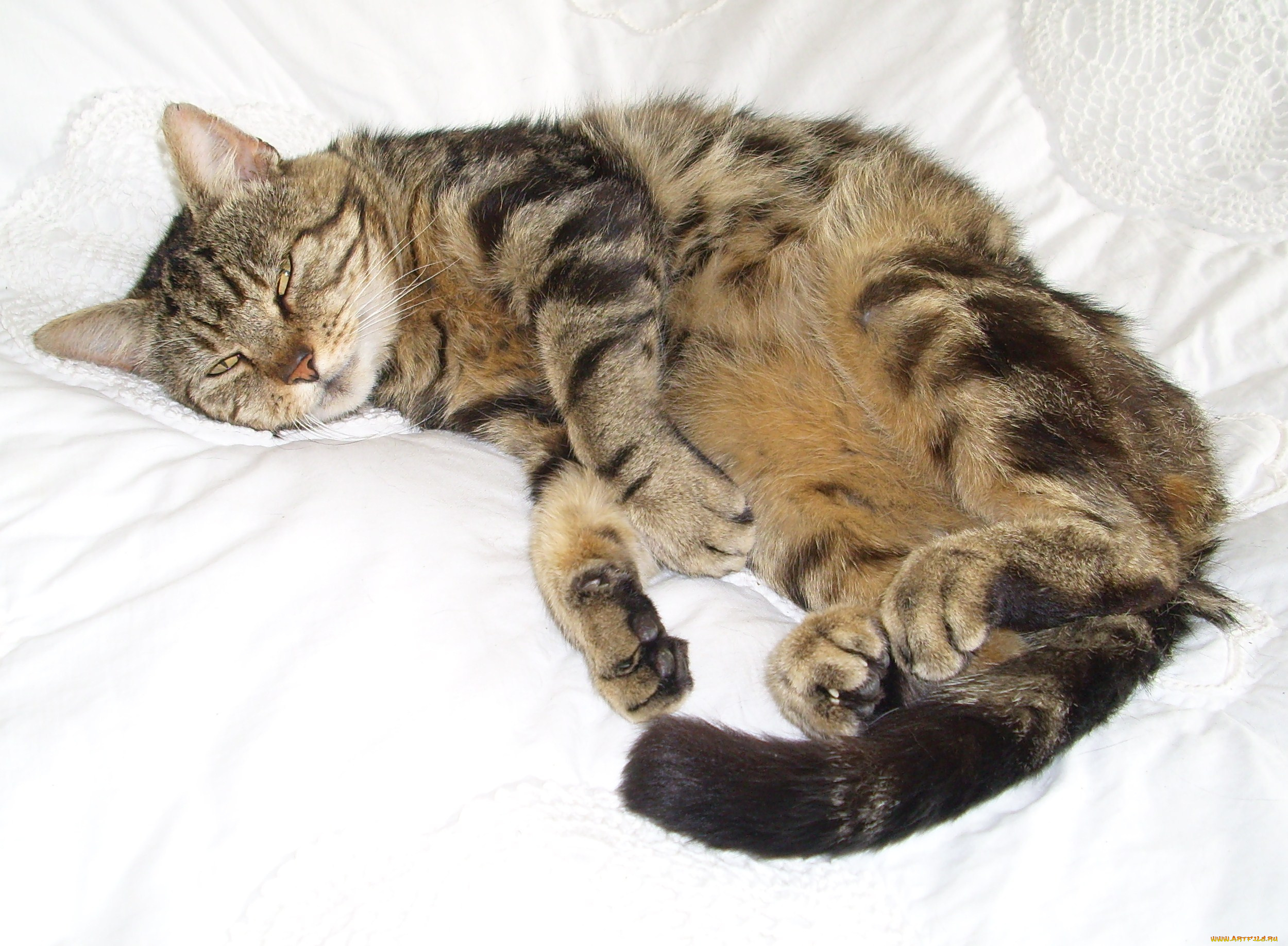 животные, коты, cat