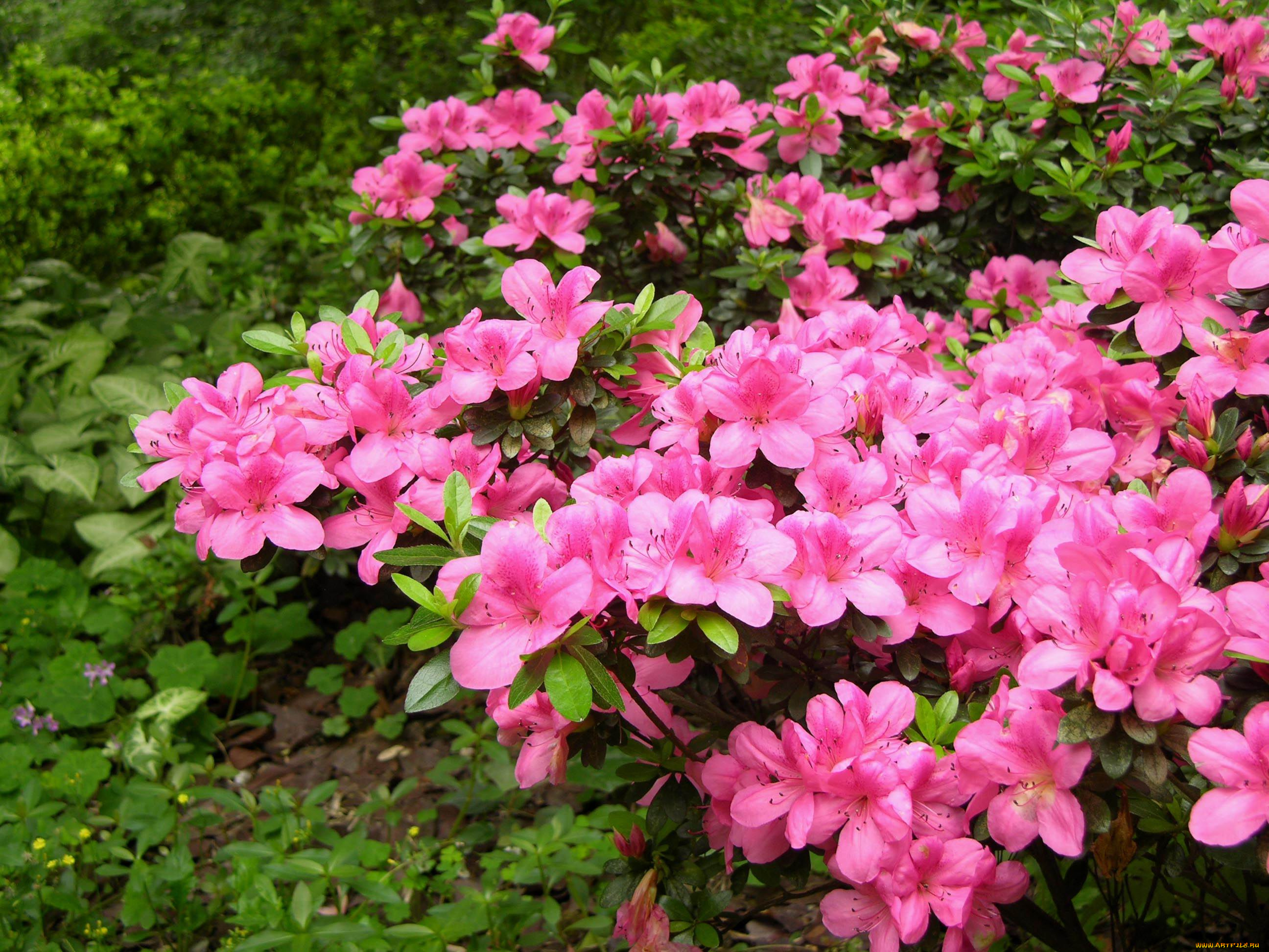 азалия, цветы, рододендроны, азалии