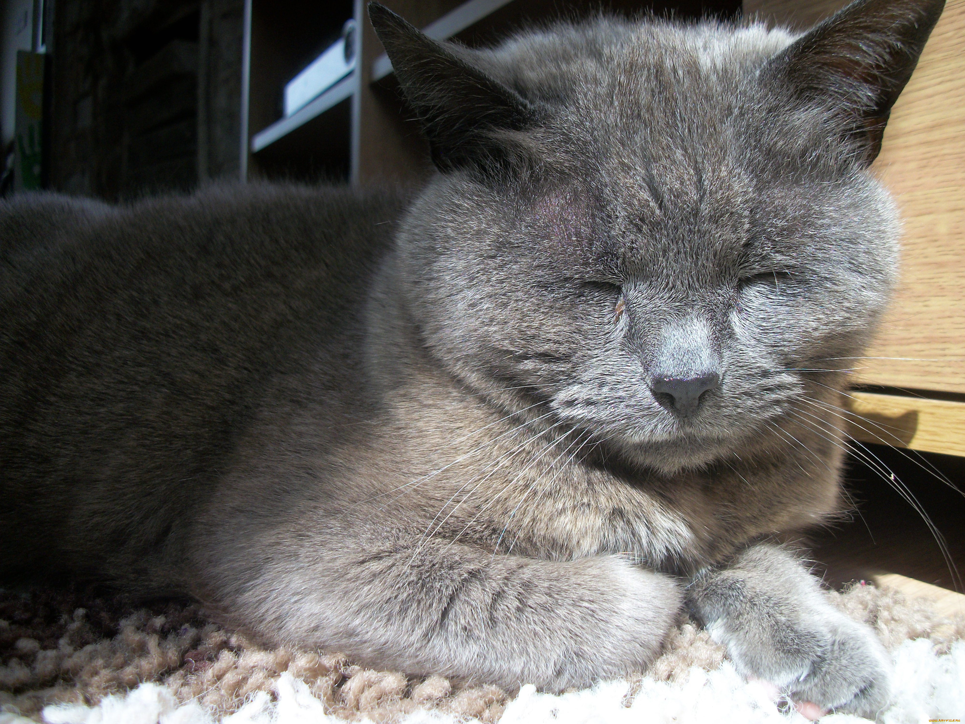 животные, коты, спящий, кот