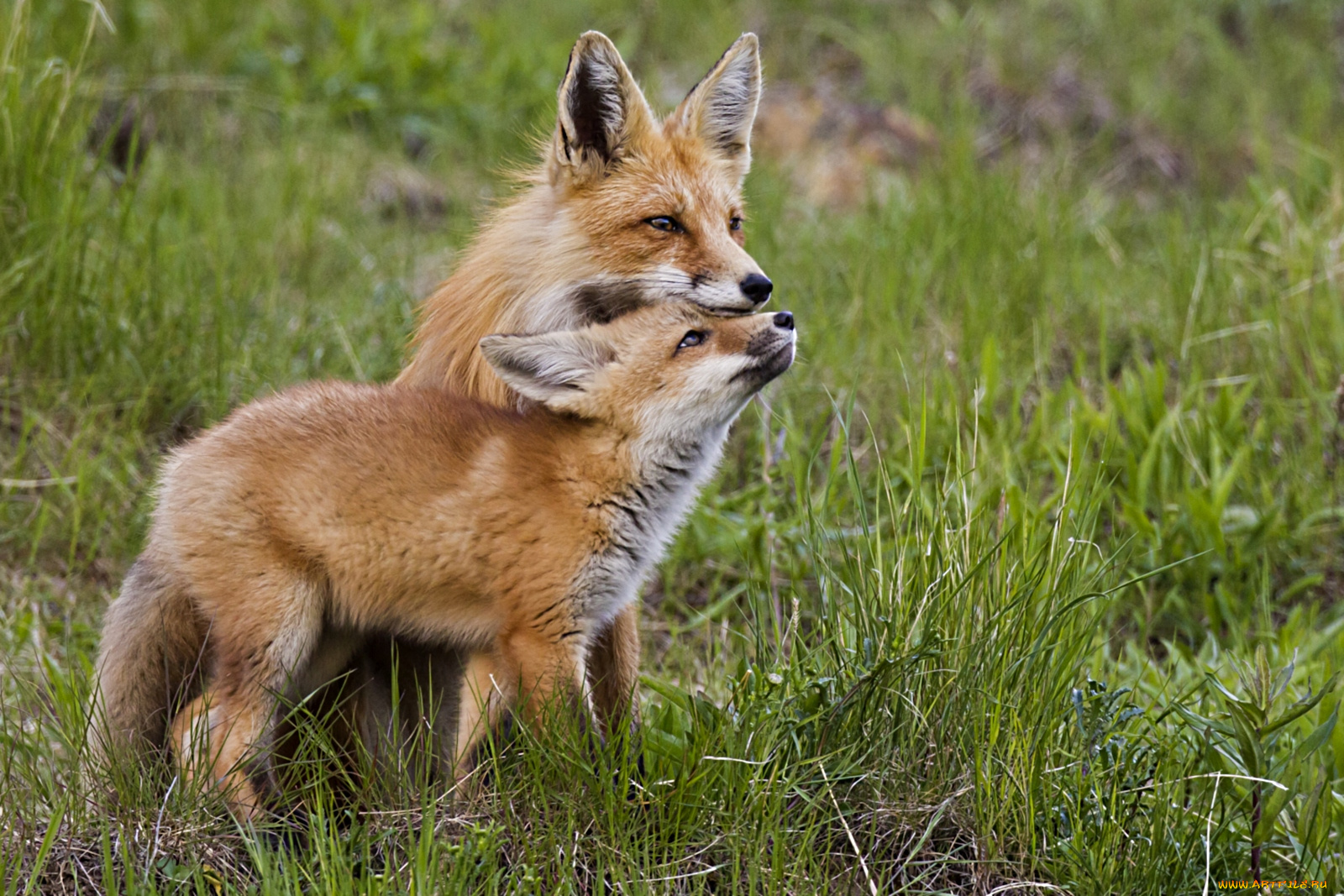 животные, лисы, рыжий, чувства