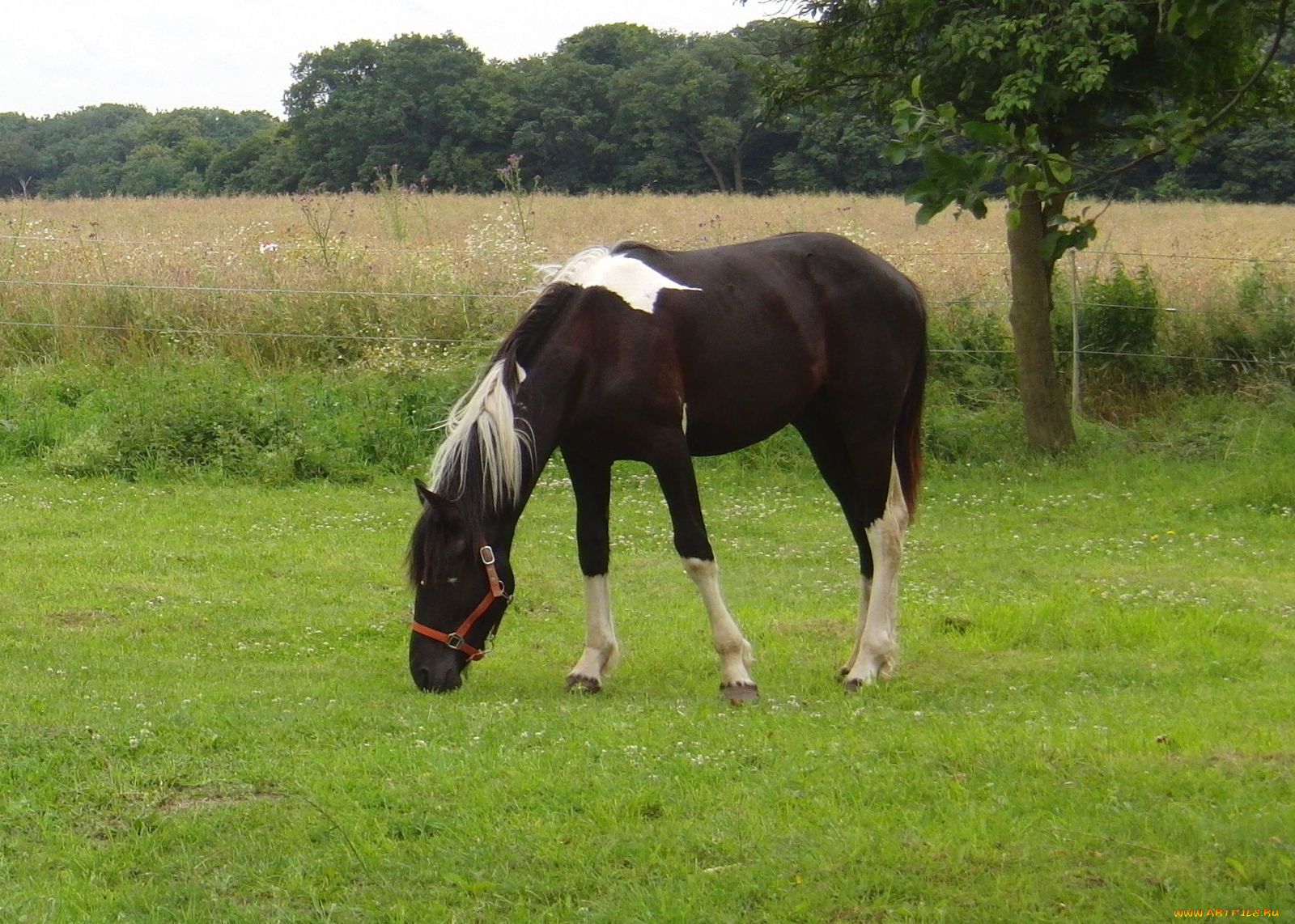 животные, лошади, лошадь