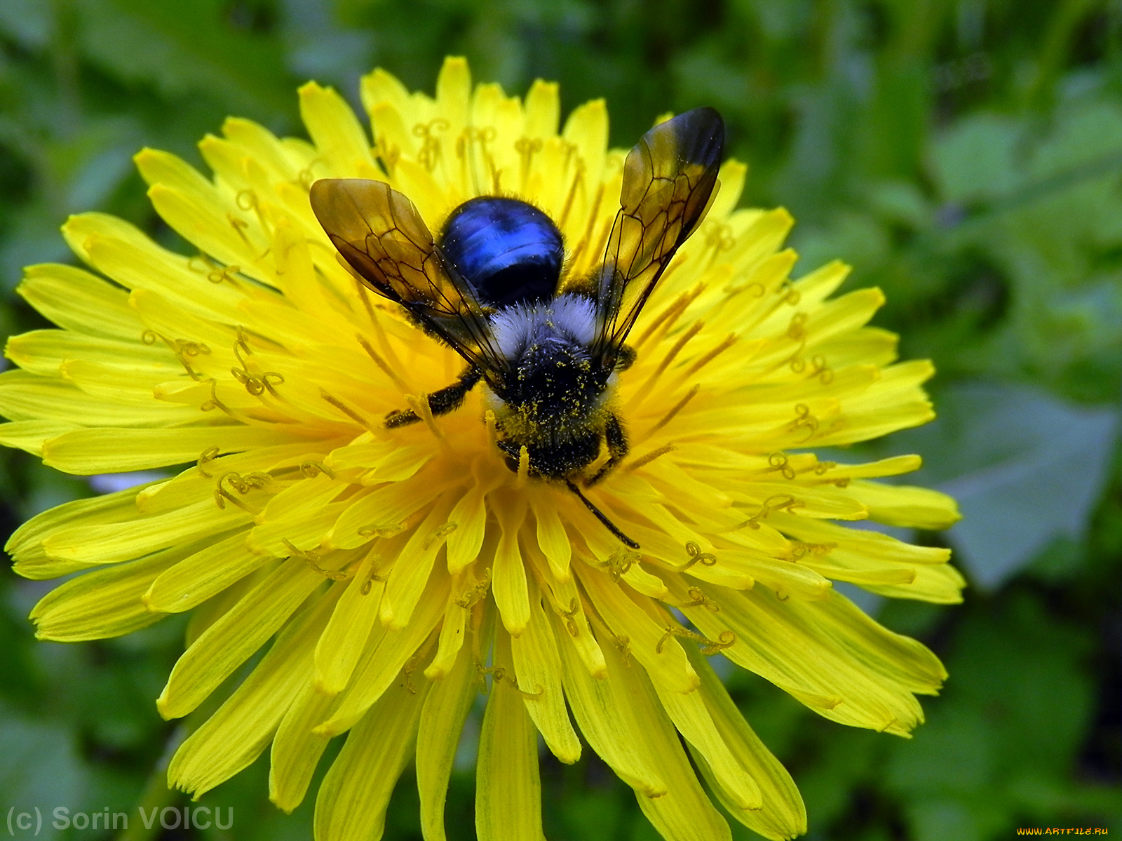 цветы, одуванчики, лепестки