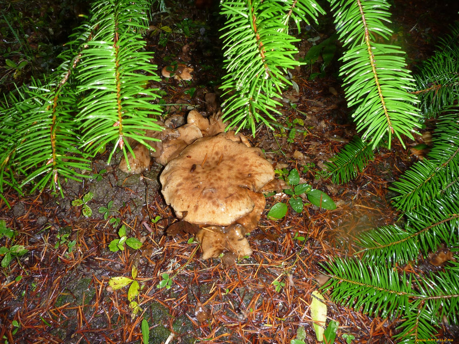 природа, грибы, гриб, хвоя