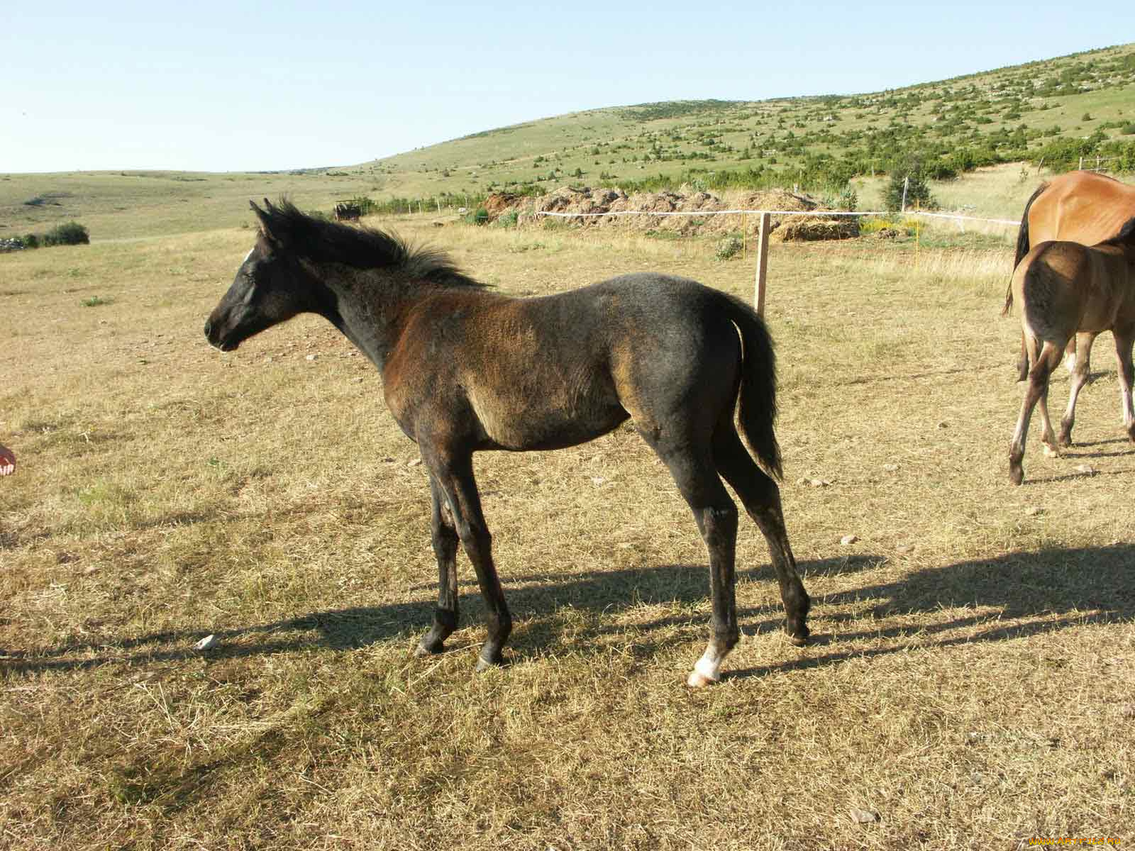 животные, лошади, лошадка