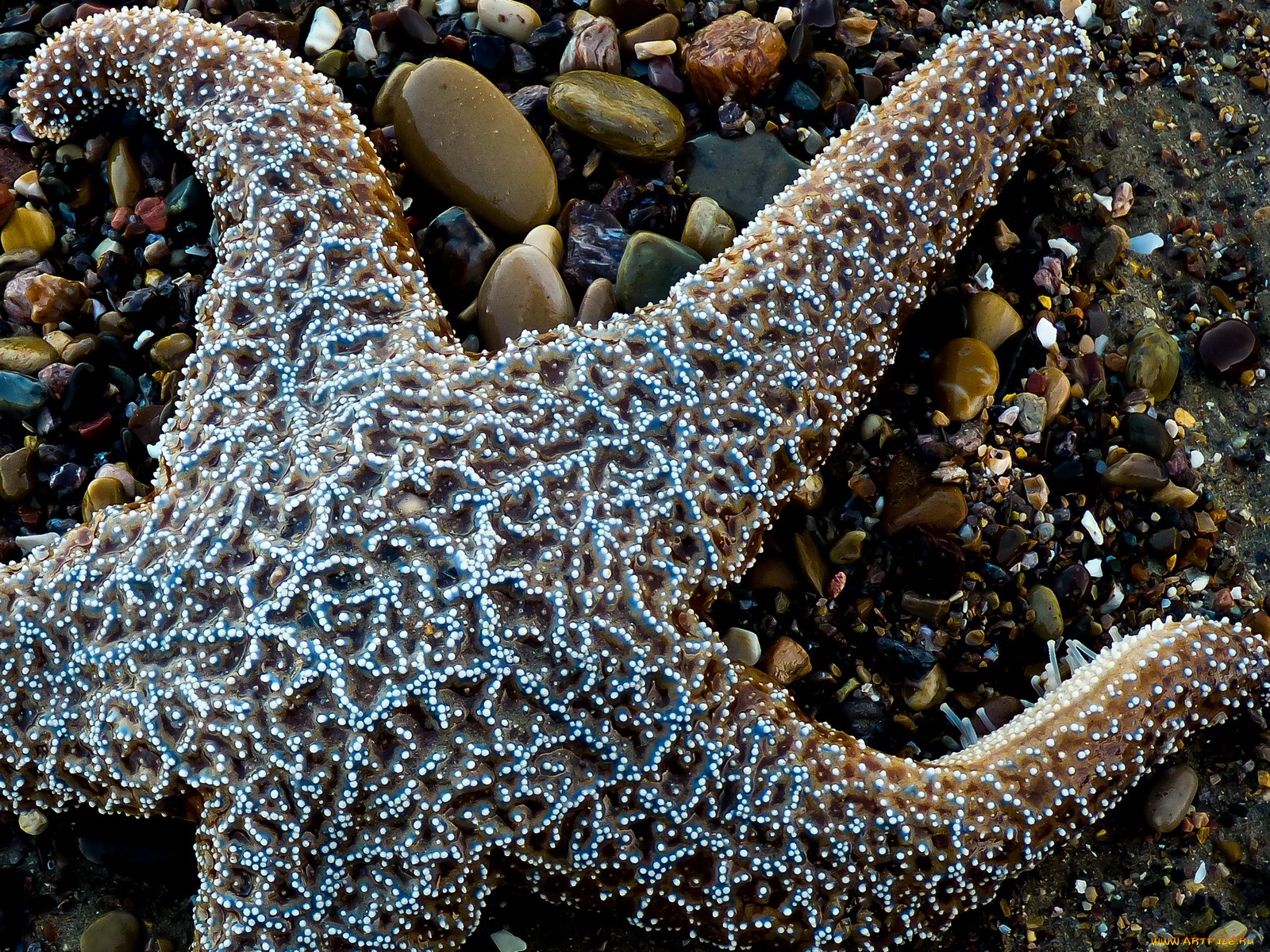 животные, морские, звёзды, морская, звезда