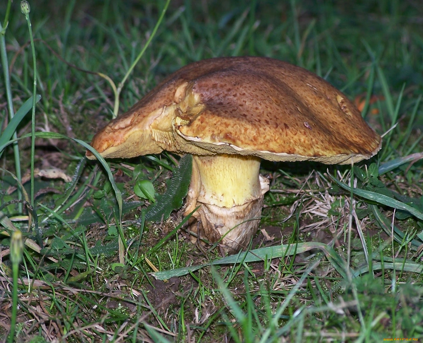 природа, грибы, гриб