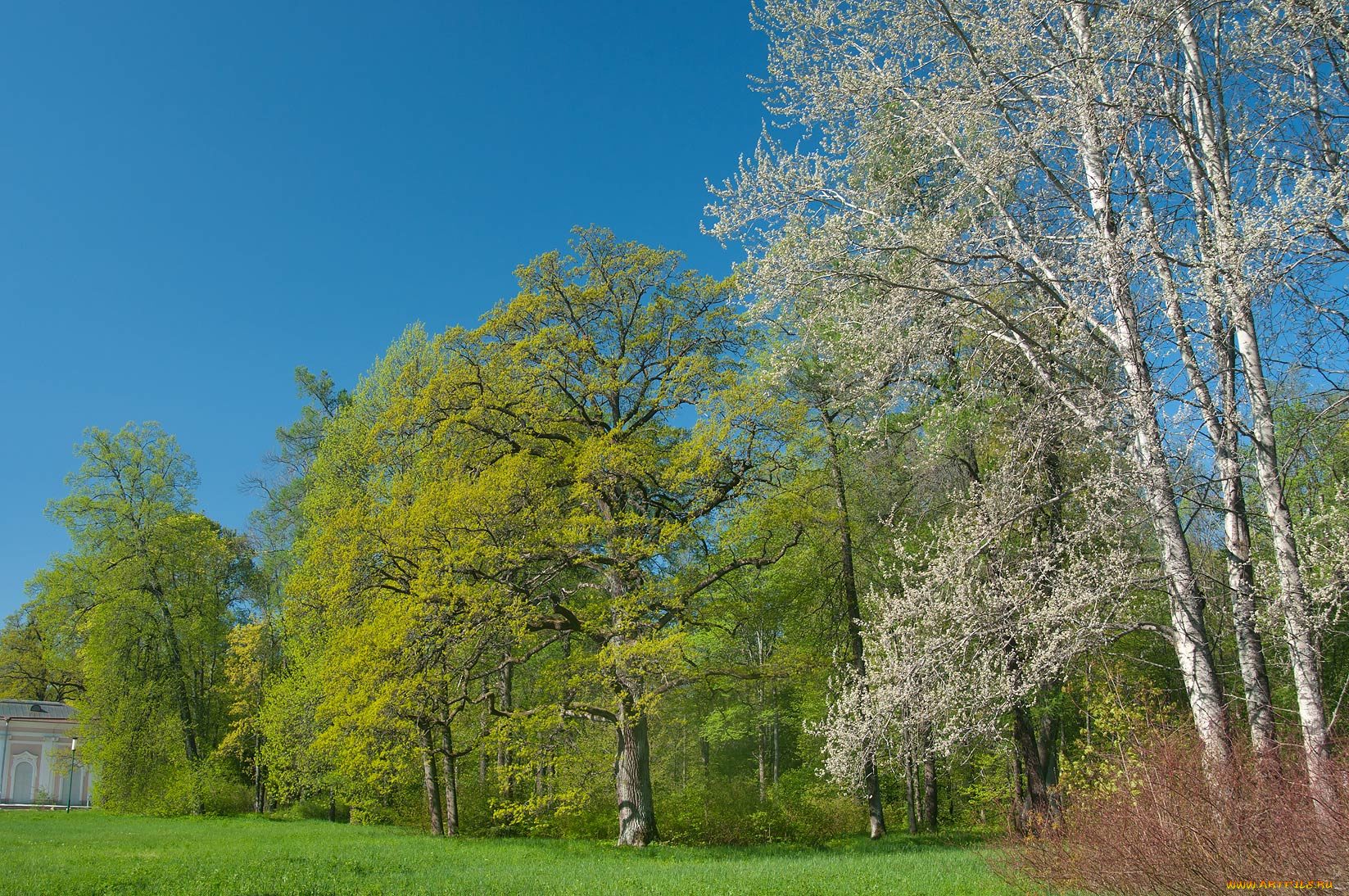 природа, парк, деревья, луг