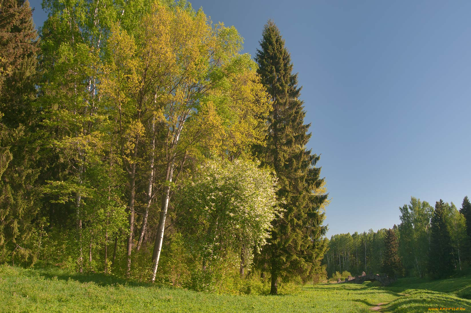 природа, парк, деревья, мостик, тропинка