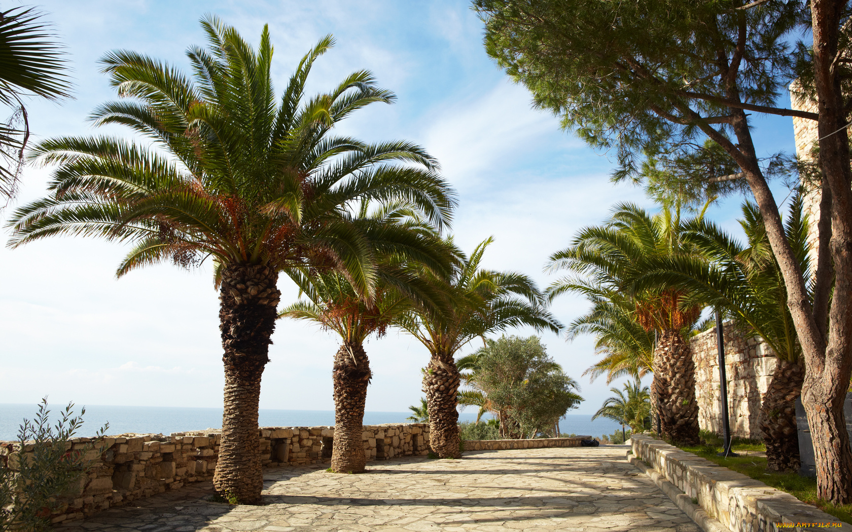 природа, тропики, океан, пальмы, дорожка, панорама