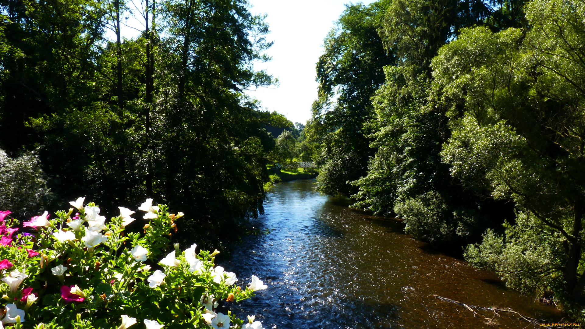 бельгия, walloon, region, природа, реки, озера, река, цветы, кусты