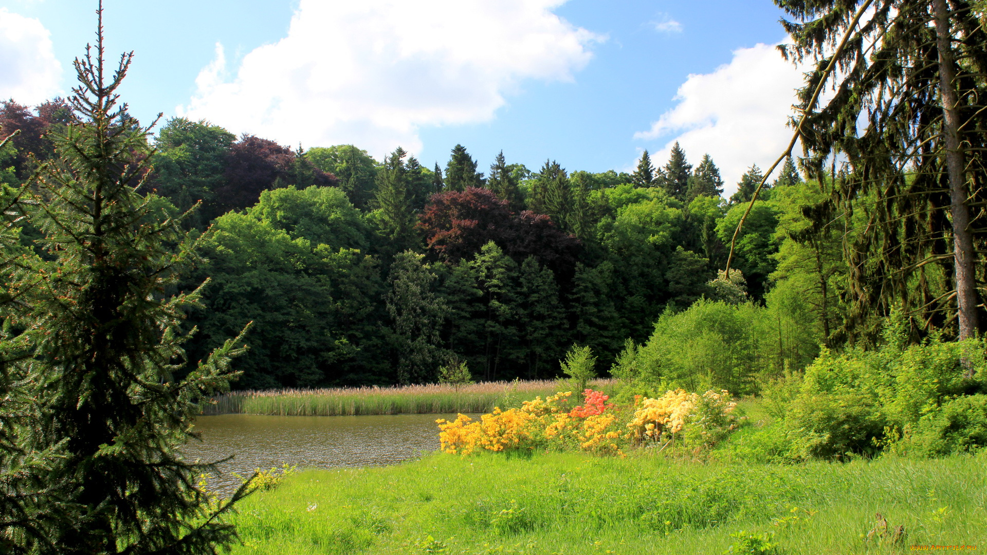 Чехия, pruhonice, природа, пейзажи, река, лес, осень
