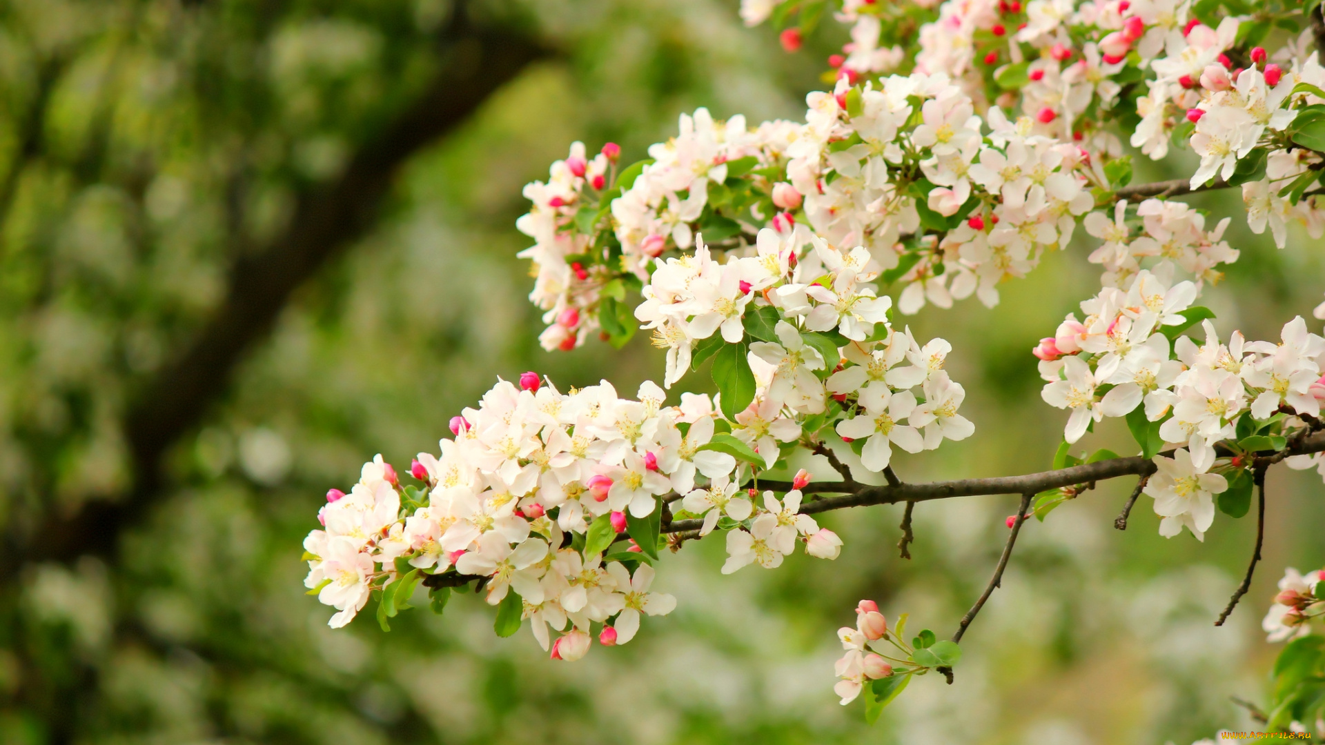 цветы, цветущие, деревья, кустарники, цветение, яблоня
