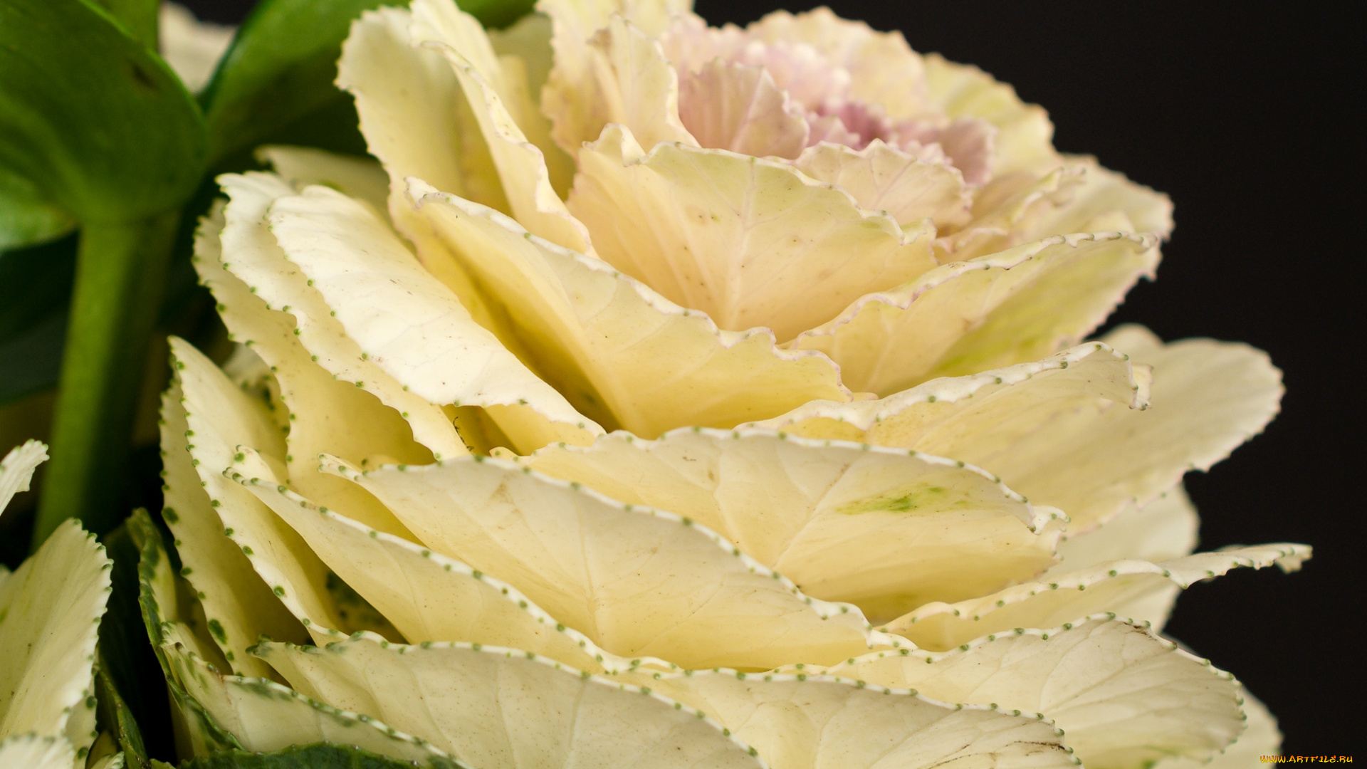 цветы, декоративная, капуста, кремовый