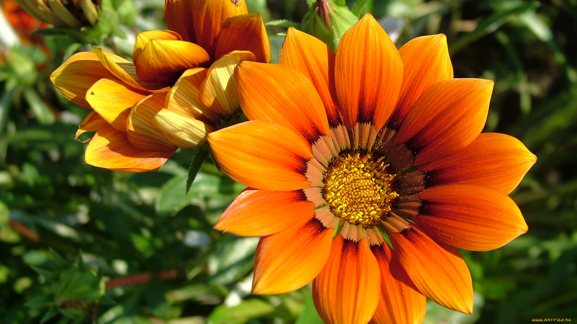 цветы, газания, лепестки