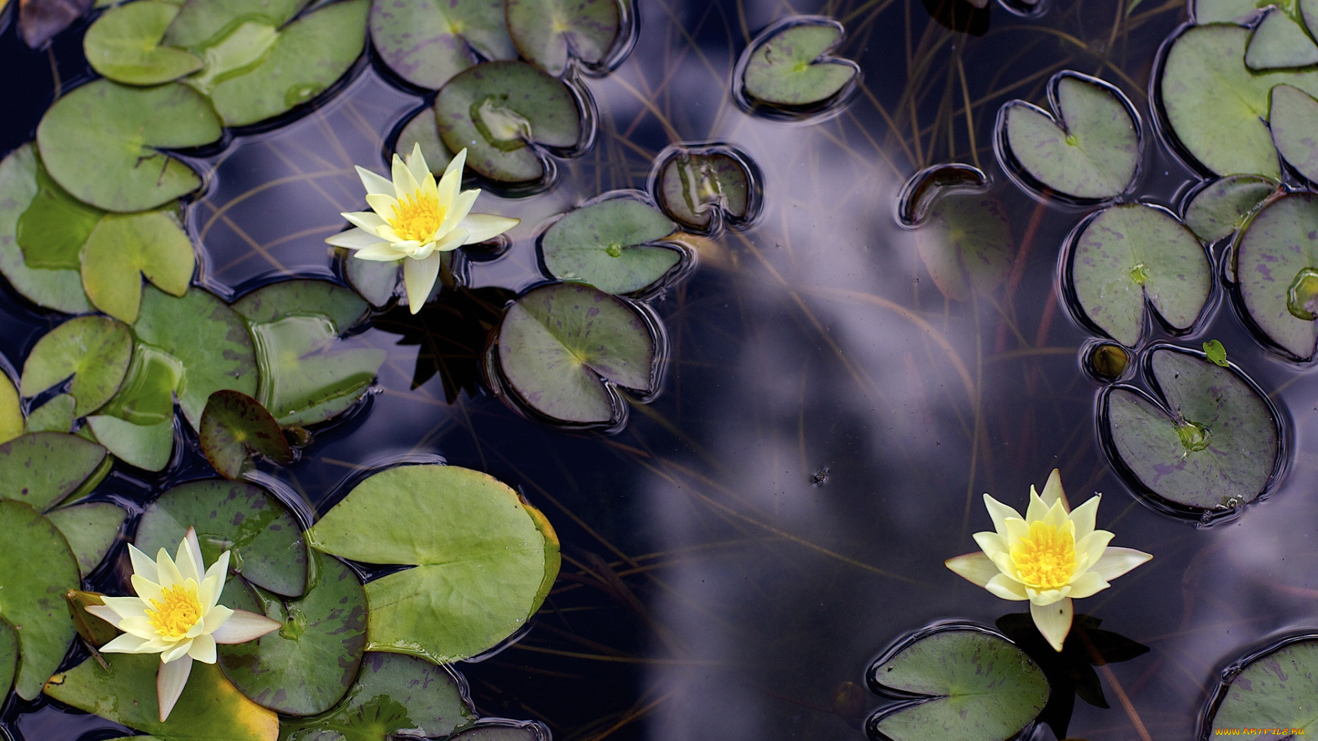 цветы, лилии, водяные, нимфеи, кувшинки, желтый, листья, вода