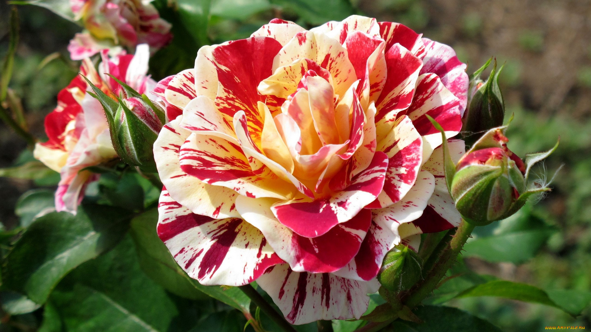 цветы, розы, пестрый, пышный