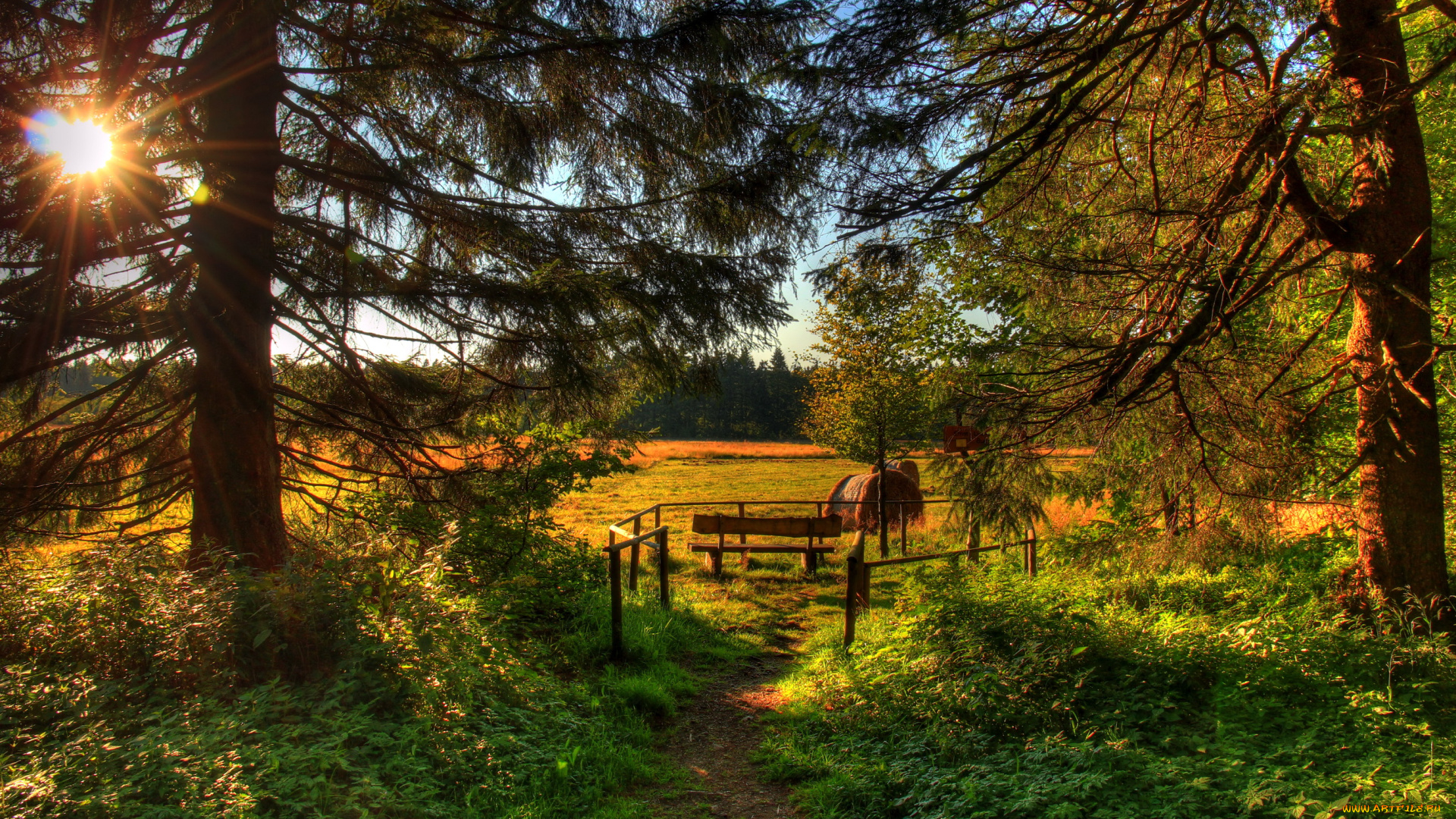 германия, гессен, шоттен, природа, пейзажи, поля, деревья, лучи, солнце