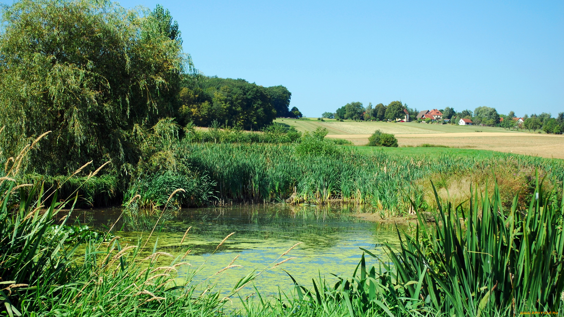 германия, кирхгайм, на, рисе, природа, пейзажи, водоем, поля
