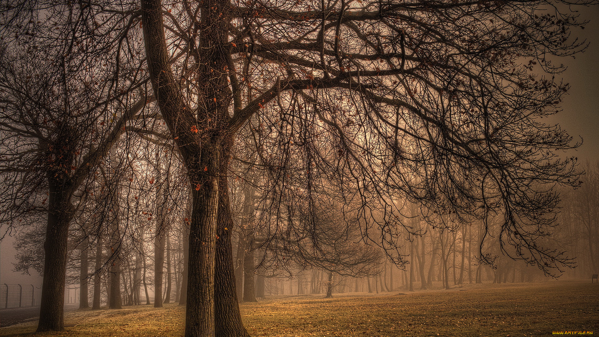 природа, деревья, осень, туман