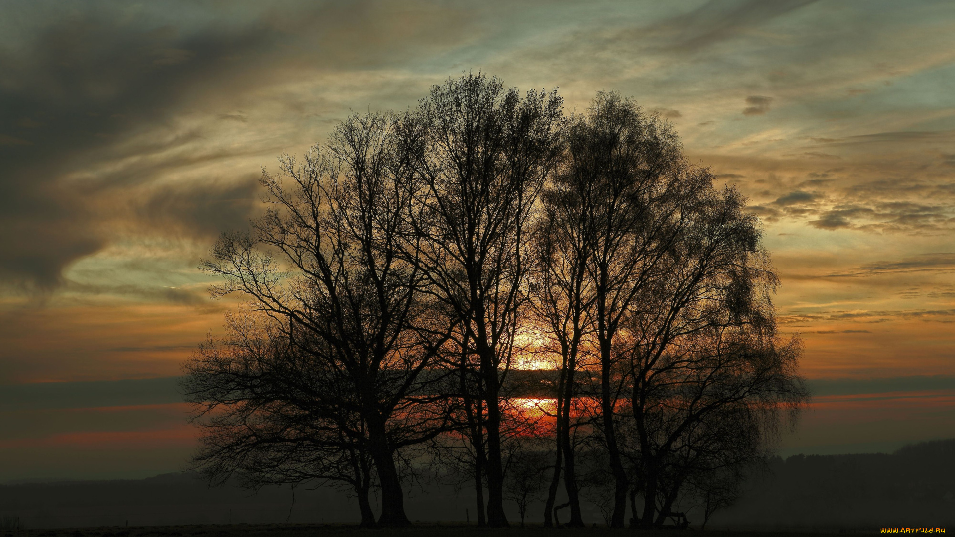 природа, деревья, закат, ветки, вечер