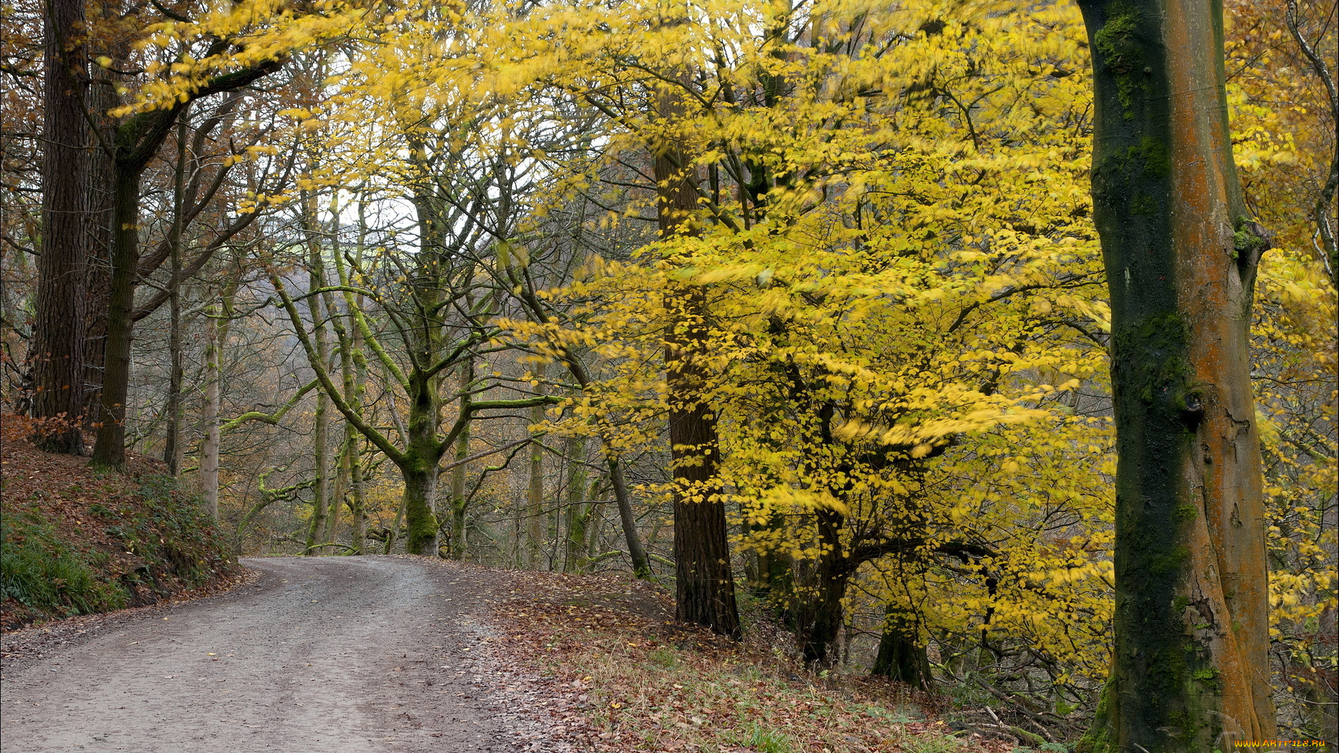 природа, дороги, дорога, осень