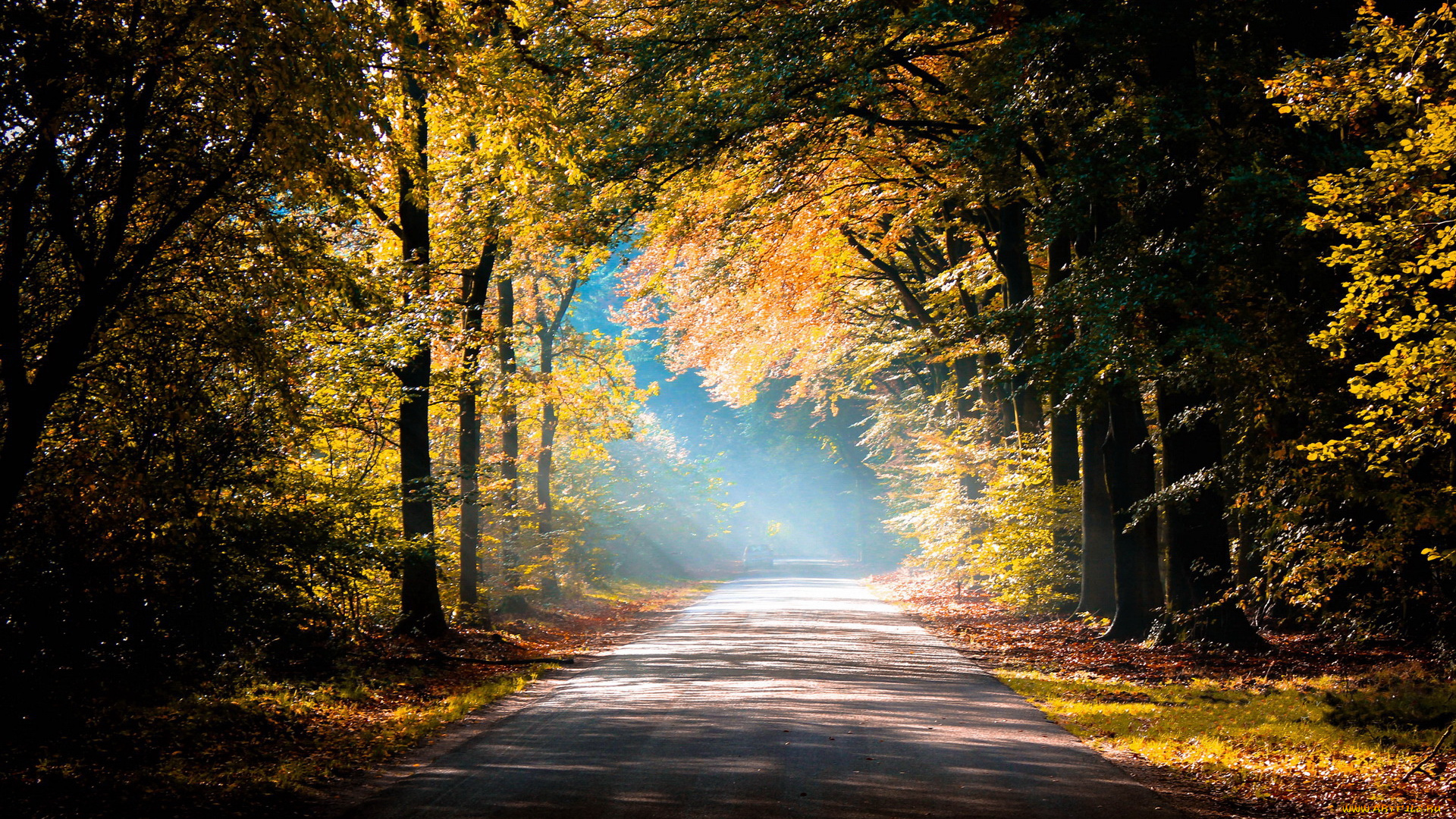 природа, дороги, дорога, туман, лес