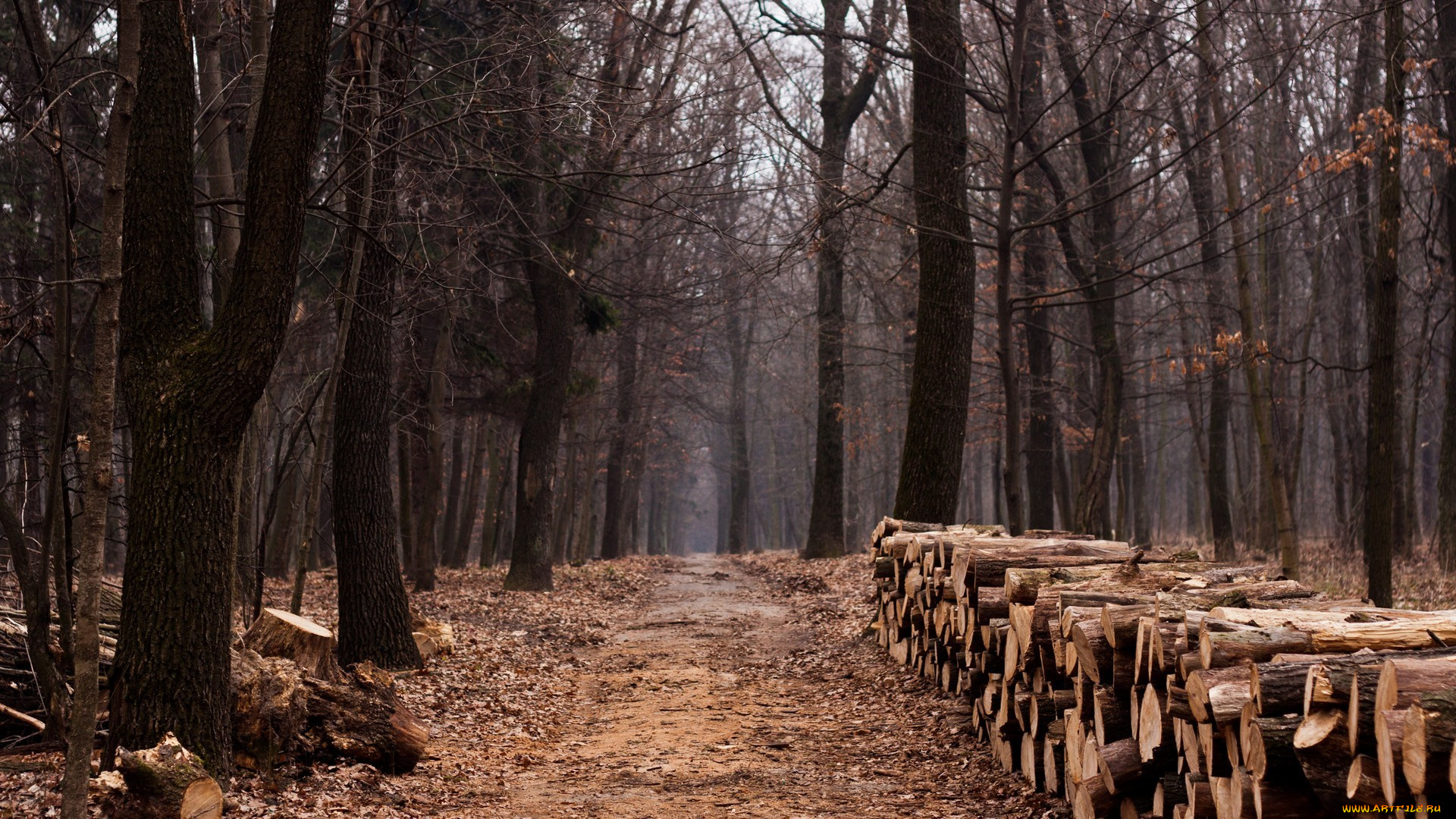 природа, дороги, лес, дорога, path, wood, lumber, trees, trail, forest