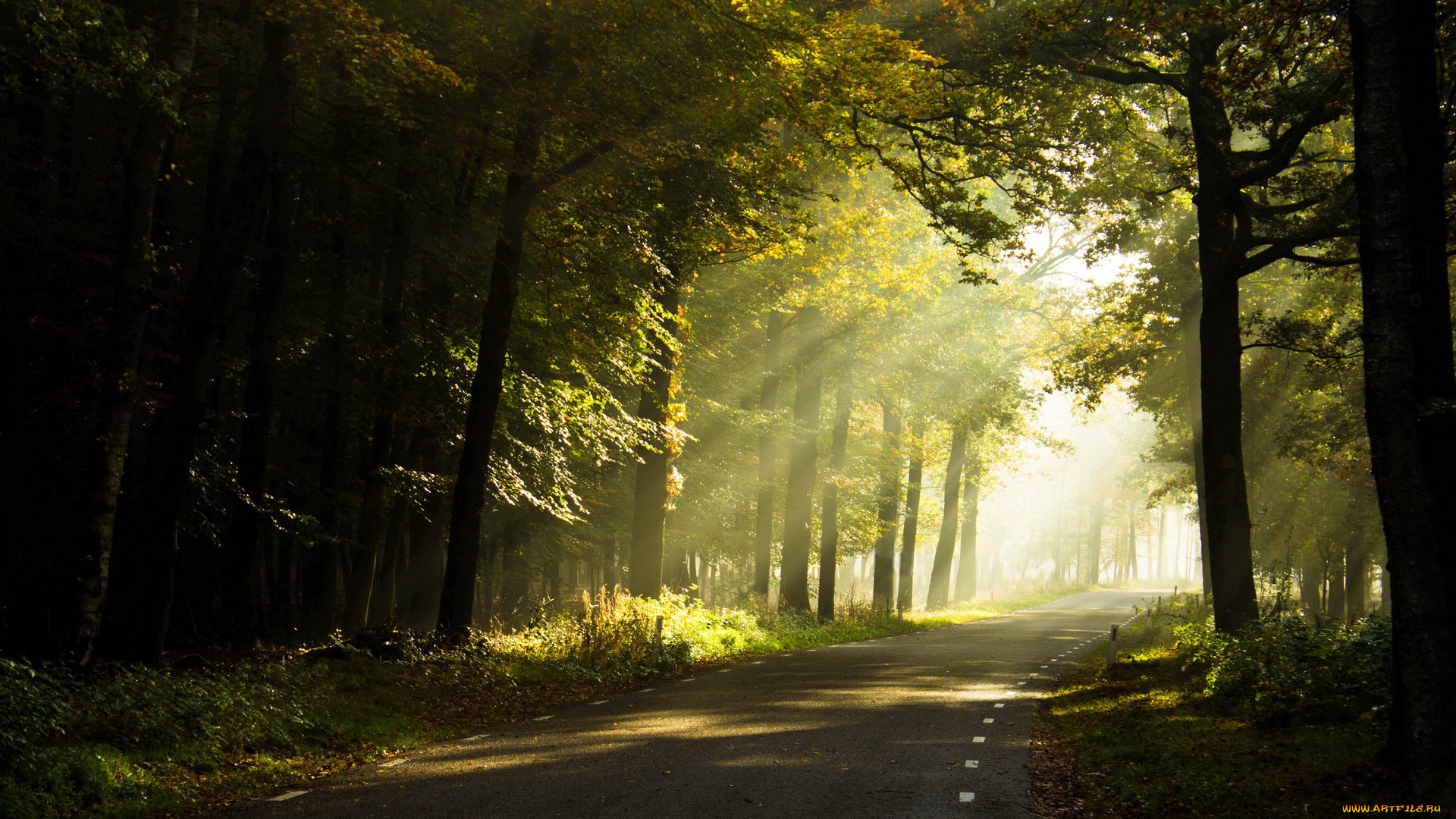 природа, дороги, лес, туман, дорога