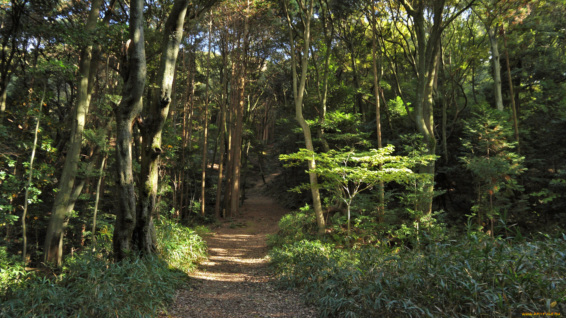 природа, дороги, тропинка, лес