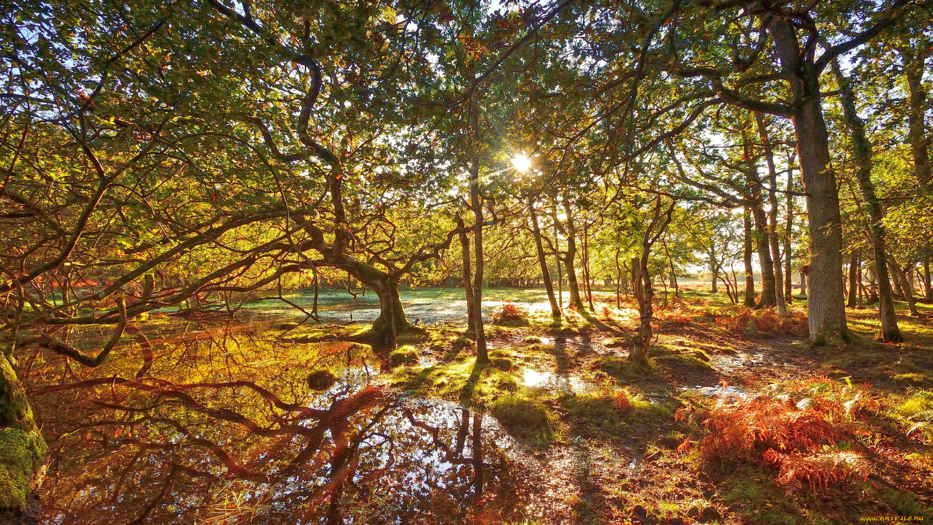 природа, лес, деревья, солнце, свет, ветки