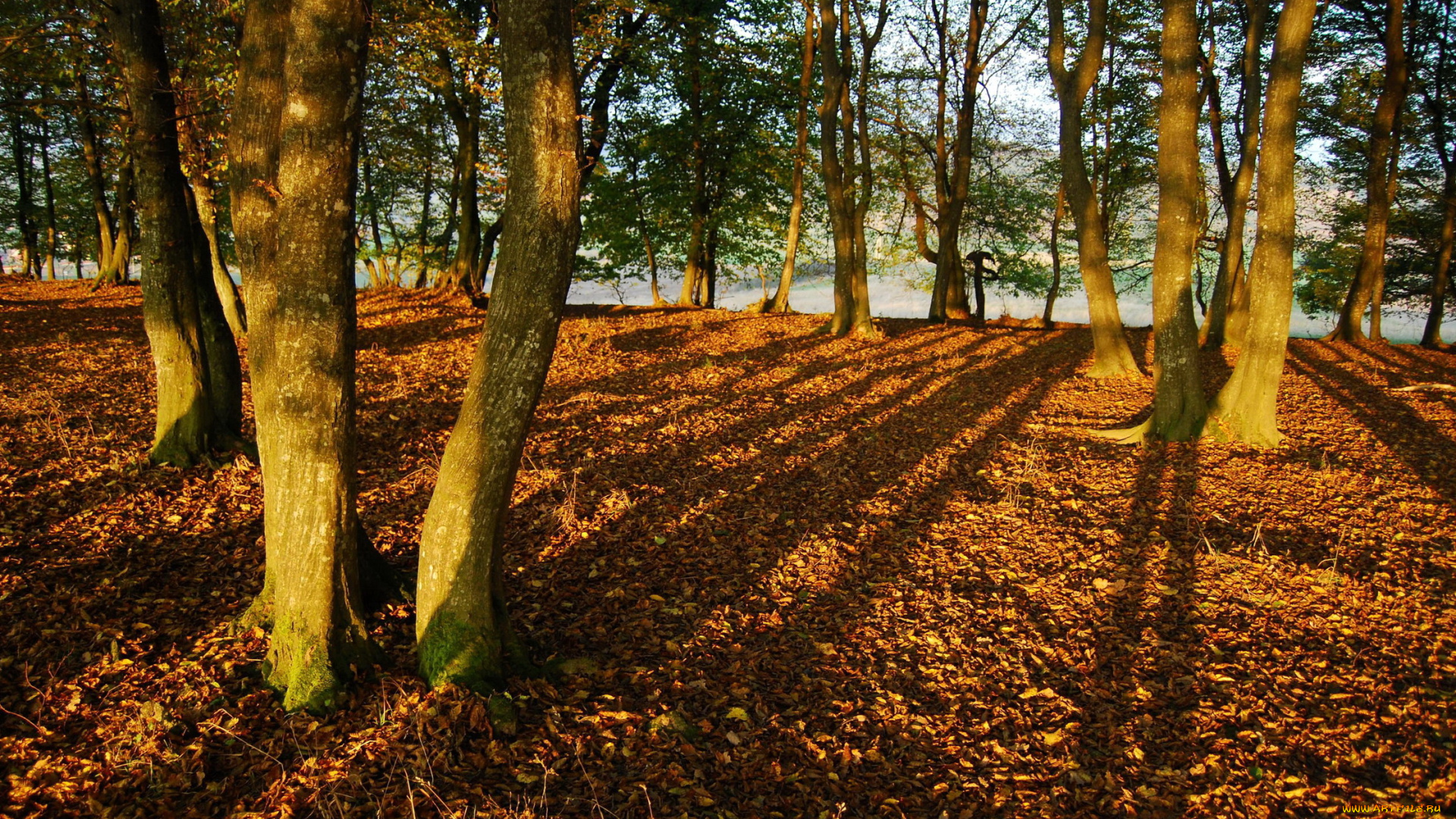 природа, лес, осень