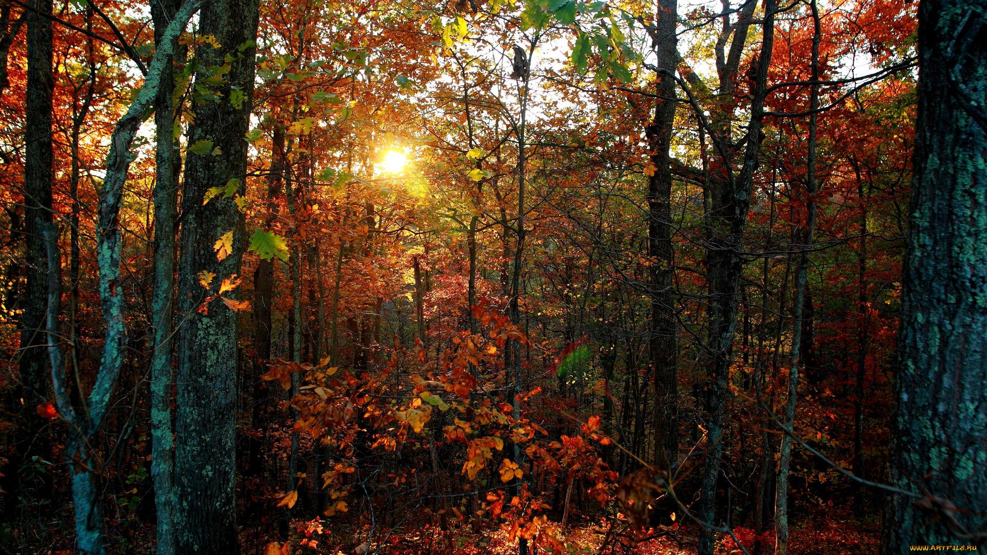 природа, лес, осень