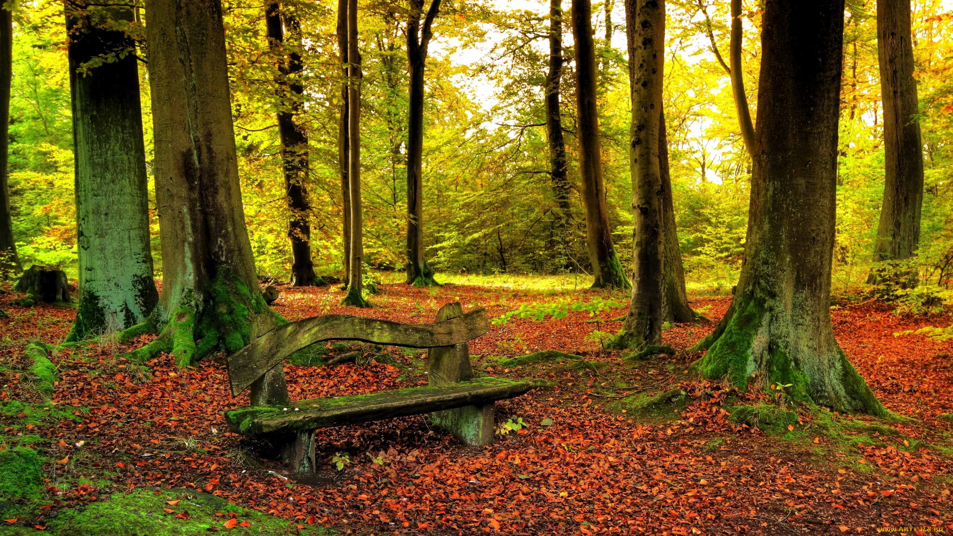 природа, лес, осень