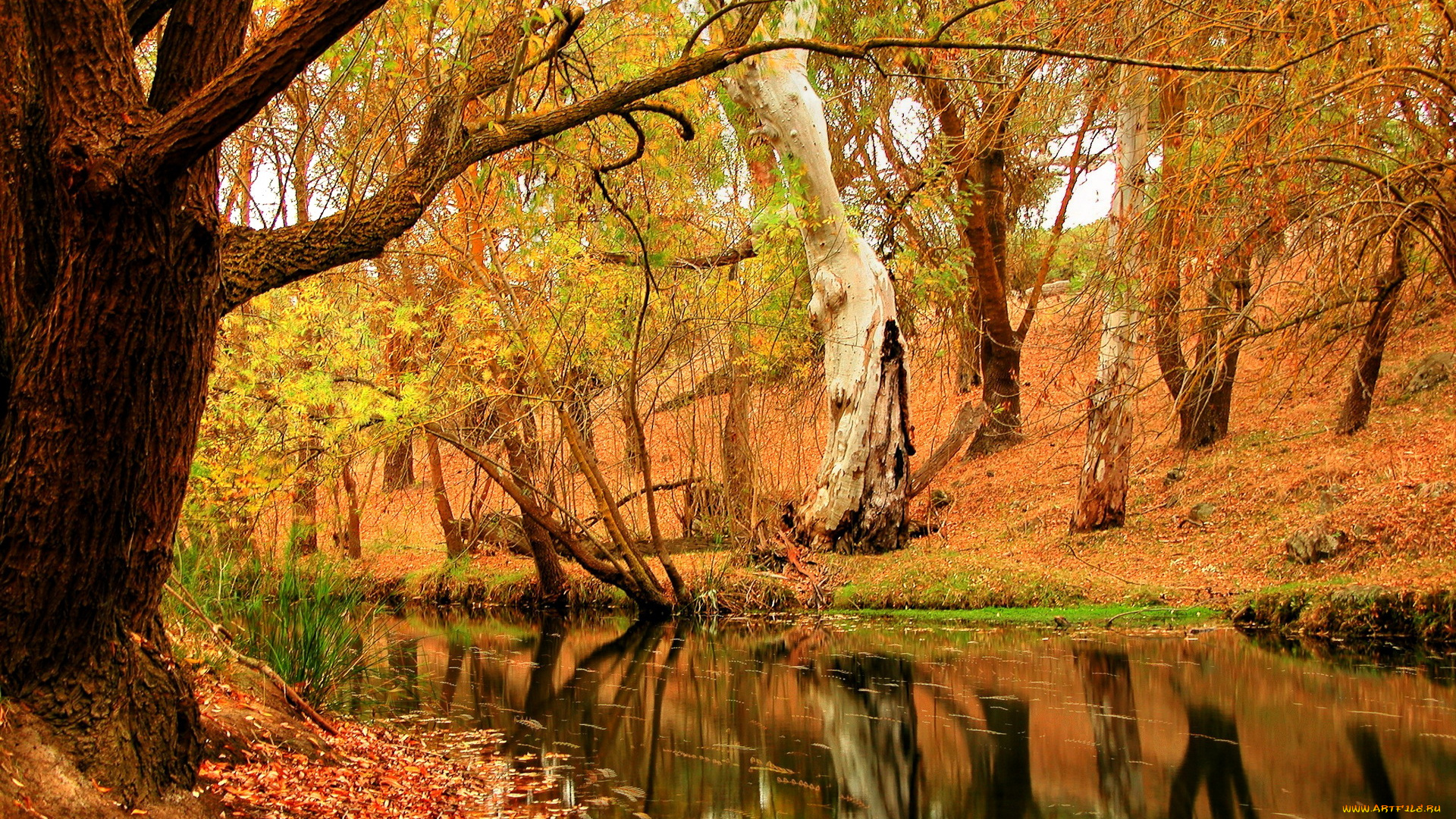 природа, парк, осень