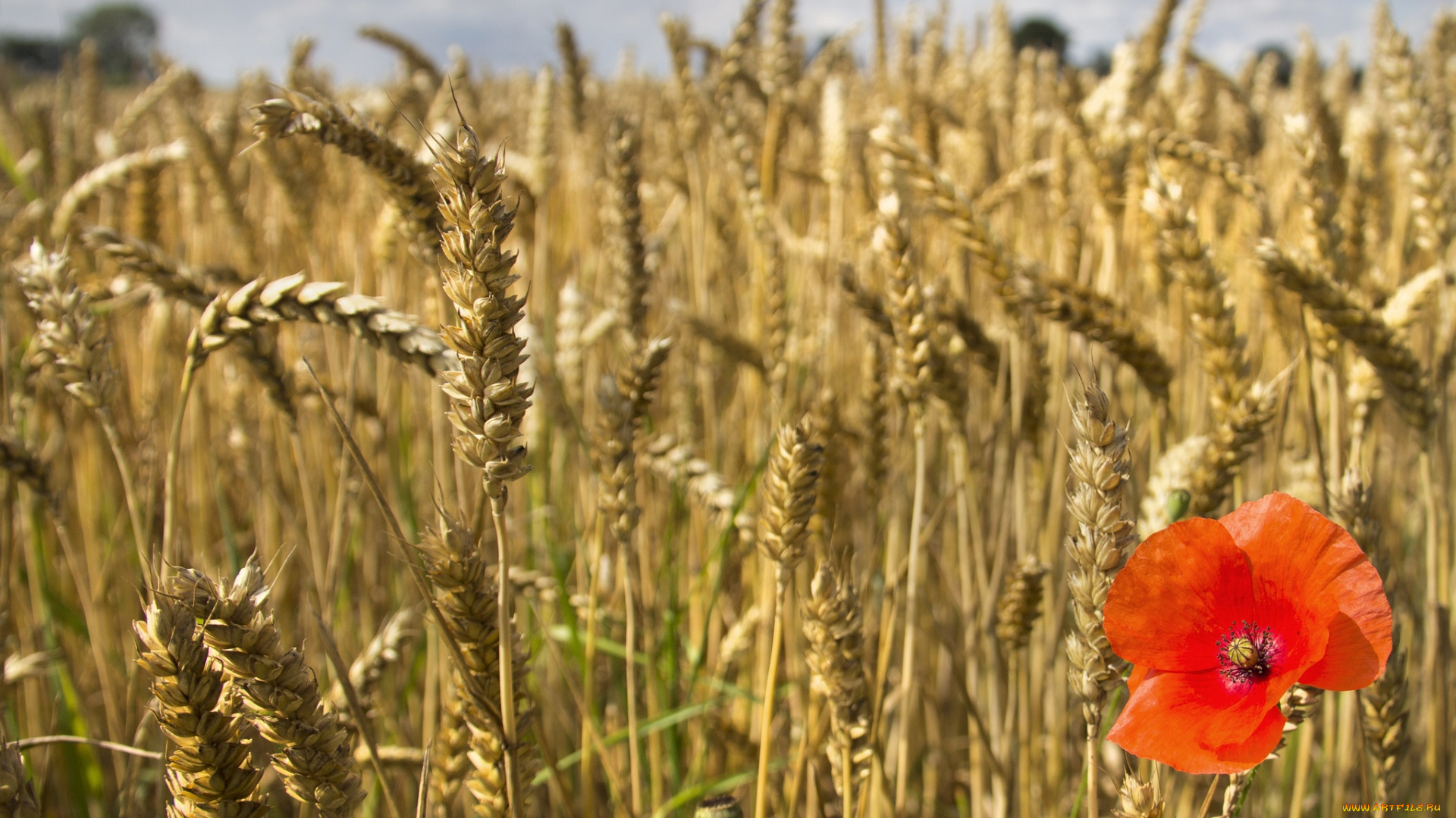 природа, поля, колоски, мак, пшеница