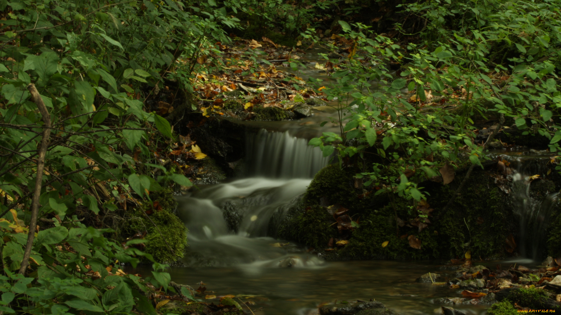 природа, реки, озера, лес, ручей
