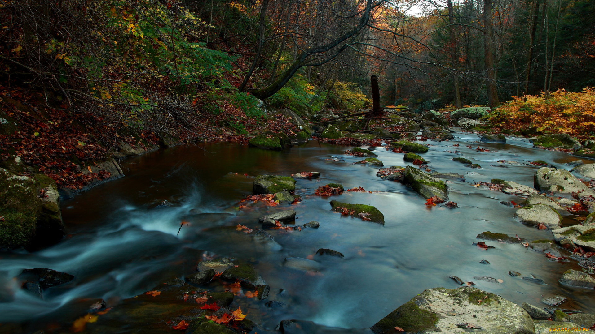 природа, реки, озера, осень, лес, ручей