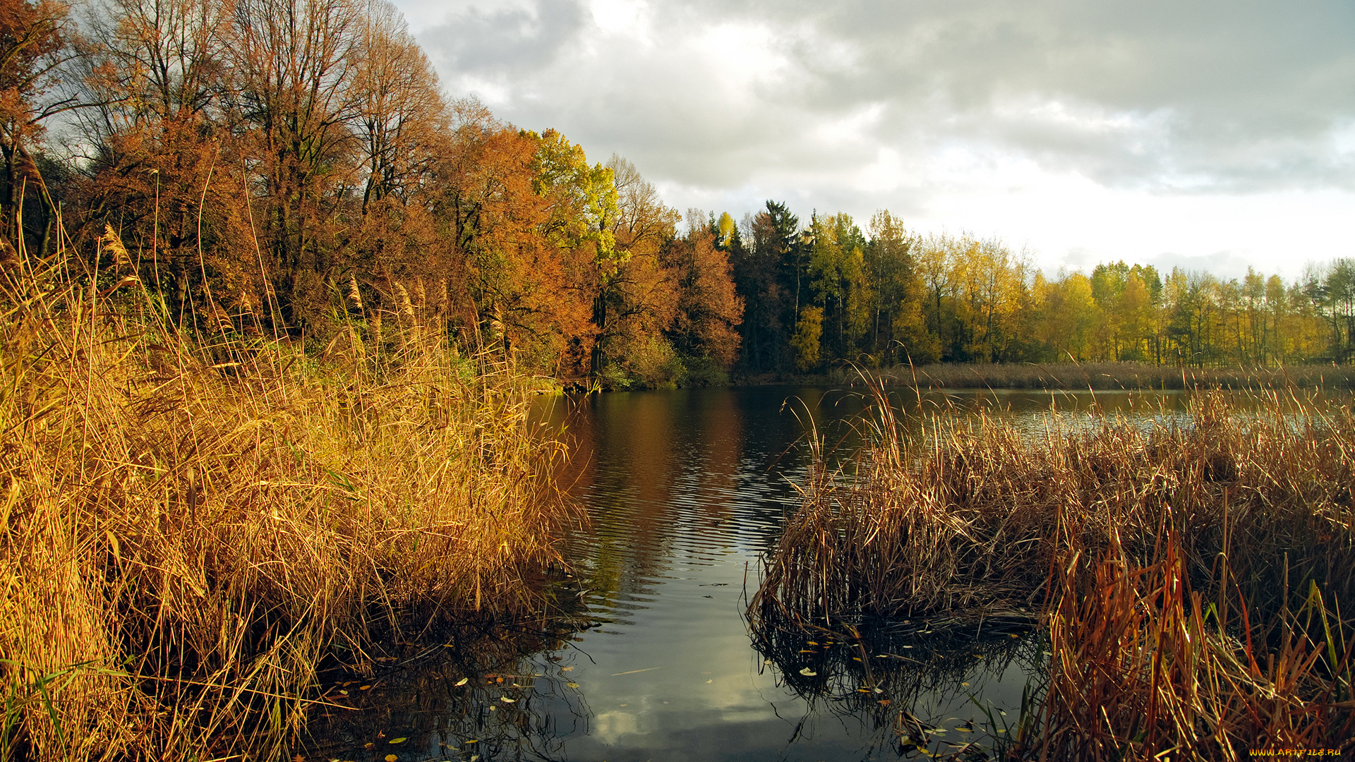 природа, реки, озера, тучи, краски, осени, сухой, деревья, камишь, река, небо, серое